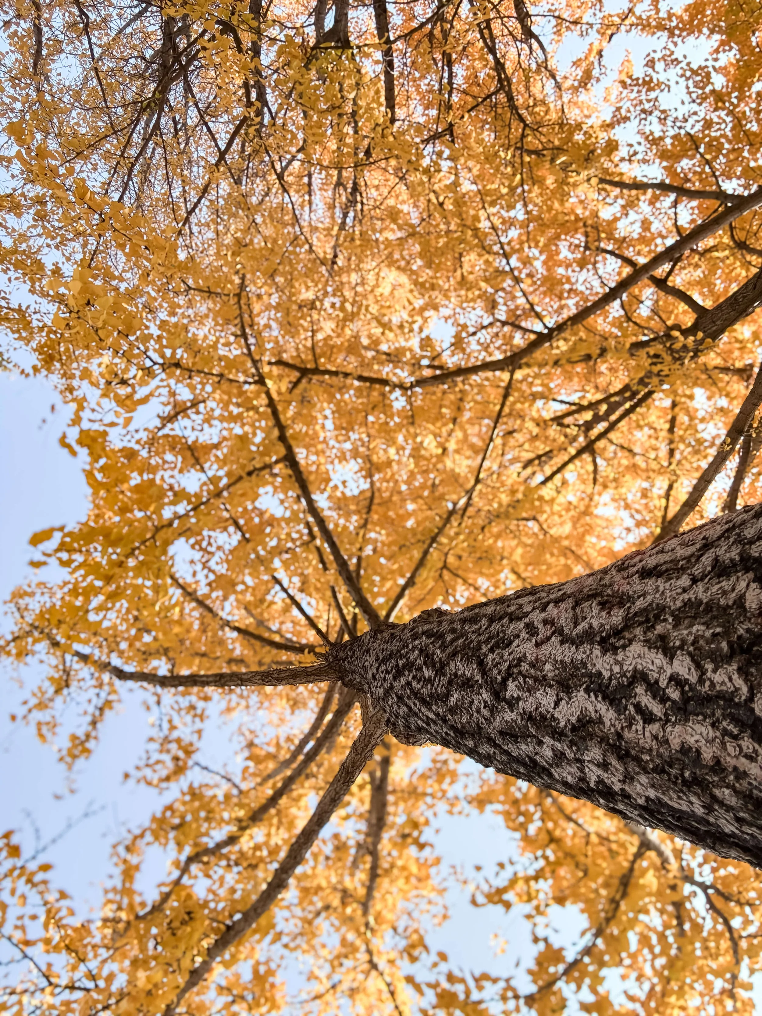TINY-2025-12-Ginkgo Trees Final Edit-3099.jpg