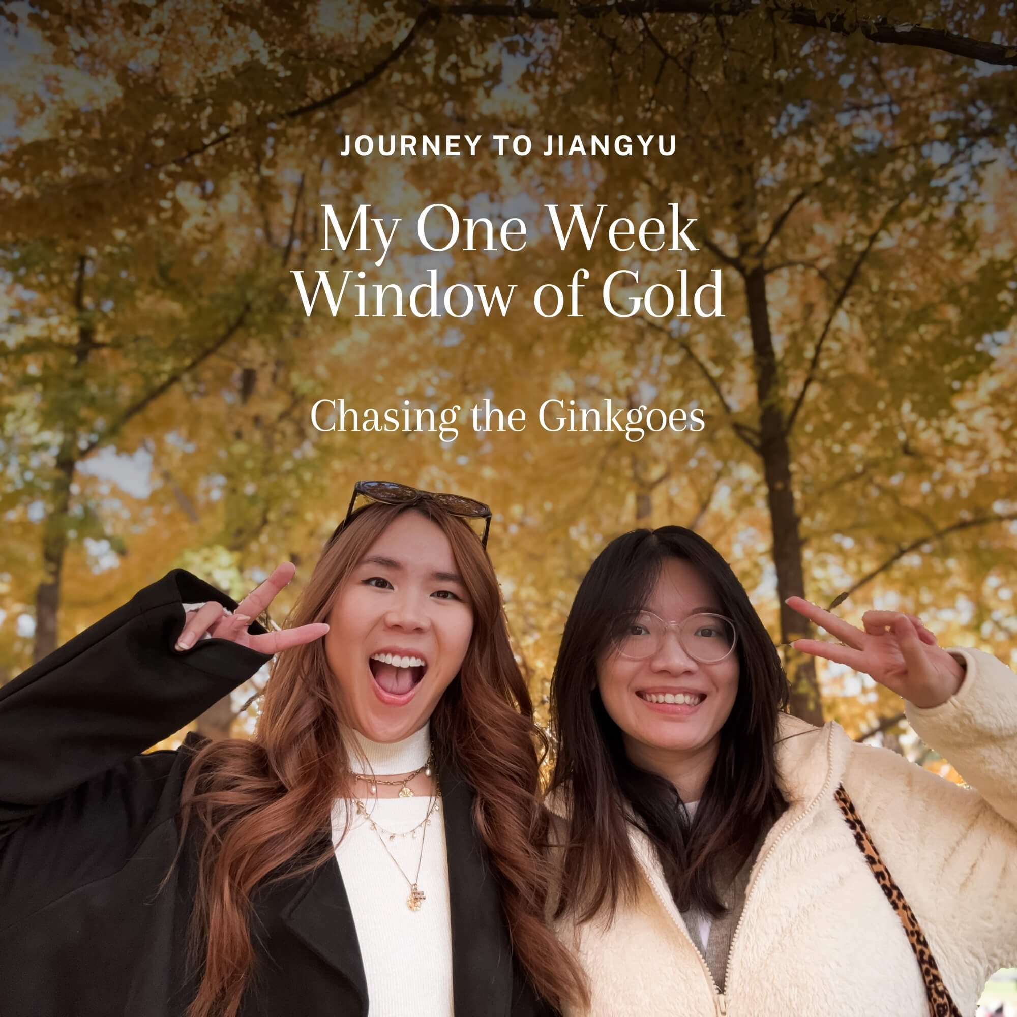 My One-Week Window of Gold: Chasing the Ginkgoes