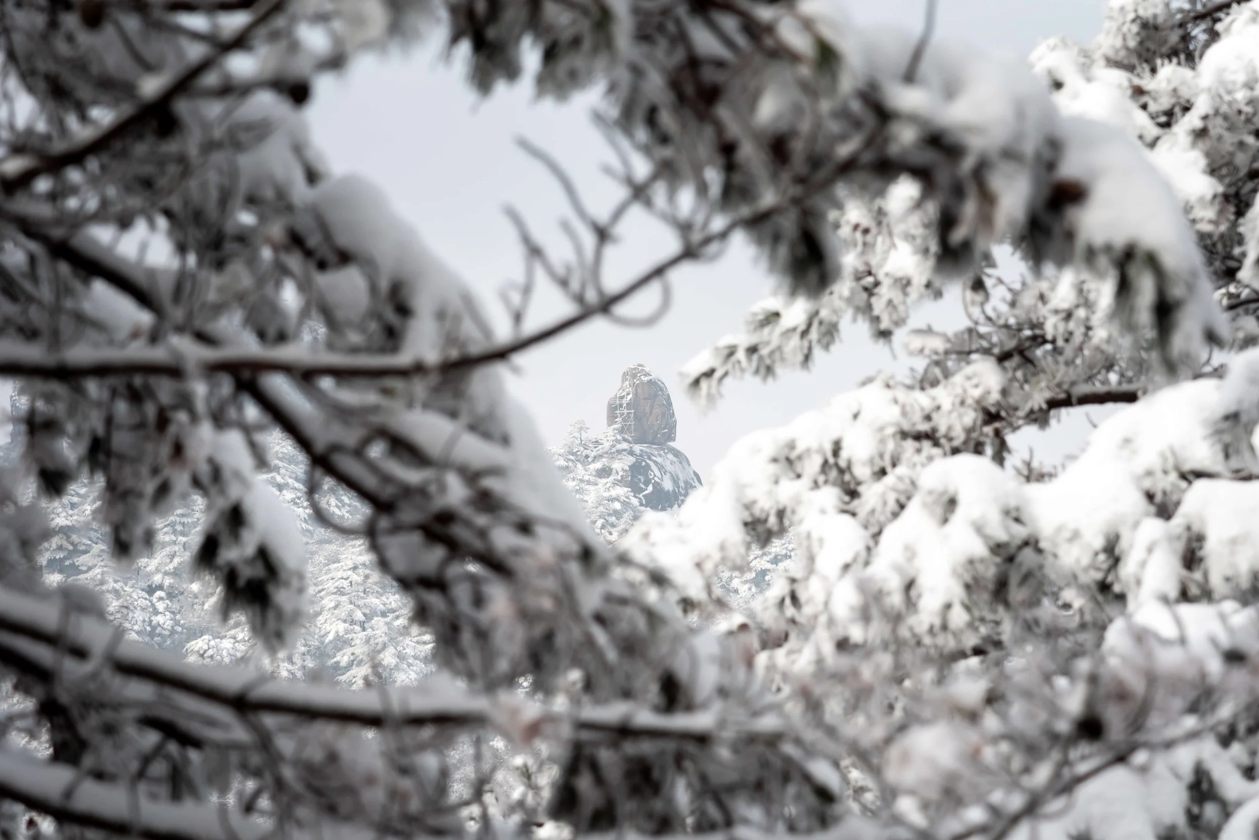 TINY-2025 Feb-Huangshan-1482.jpg