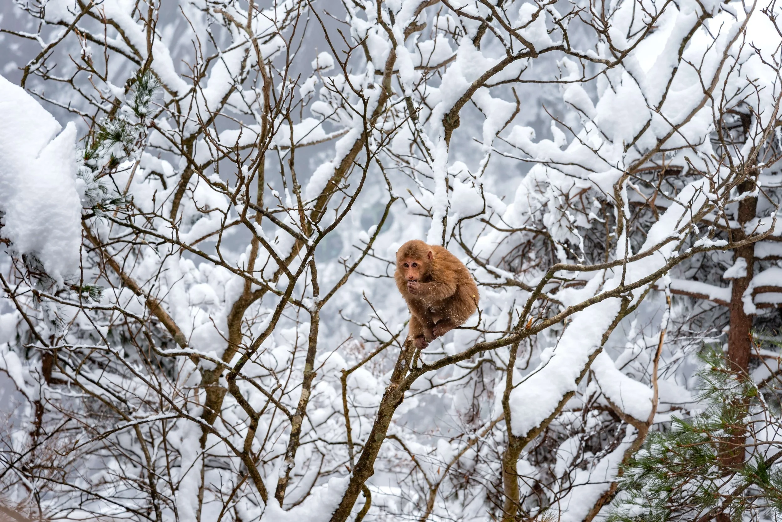 TINY-2025 Feb-Huangshan-2192.jpg