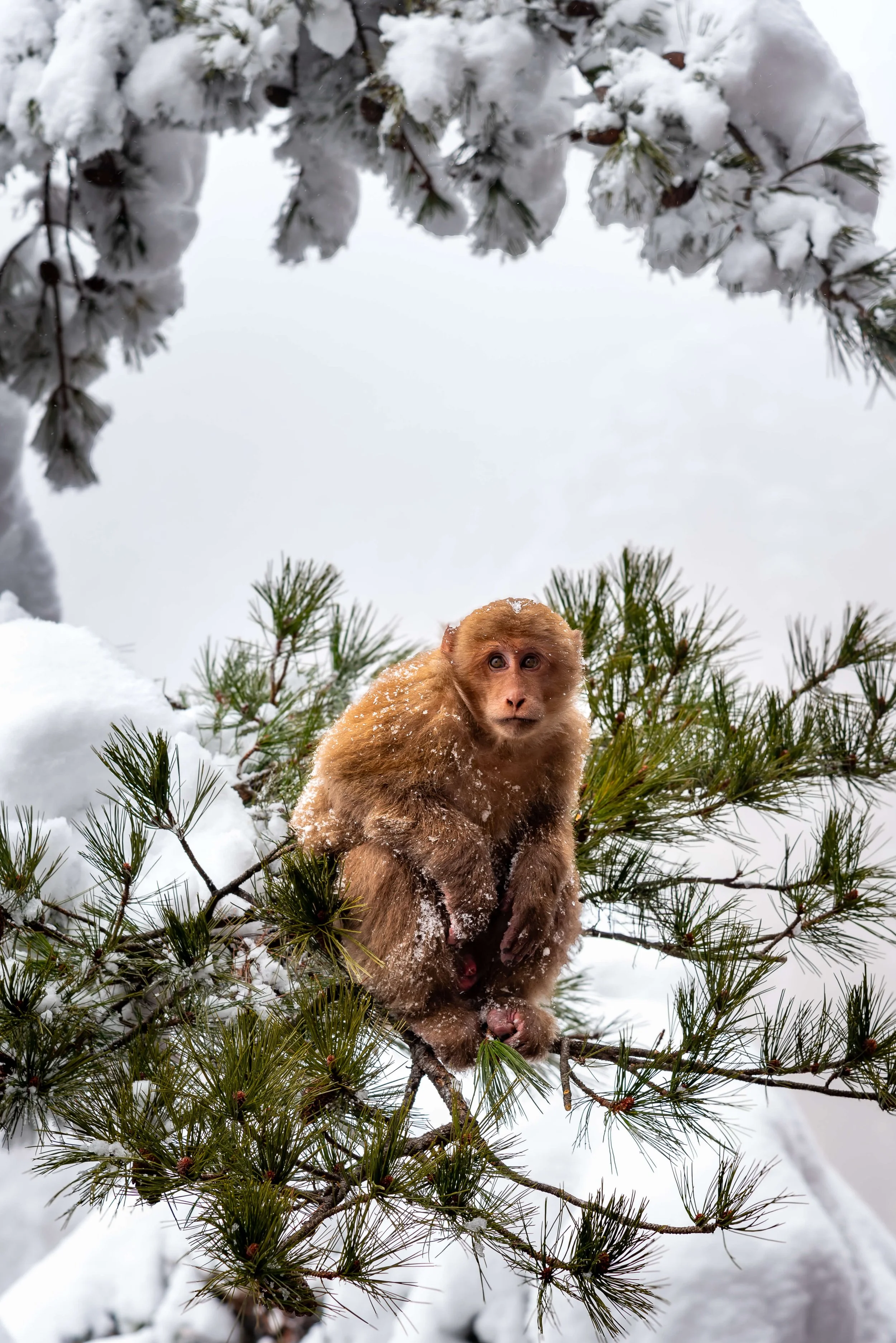 TINY-2025 Feb-Huangshan-2221.jpg