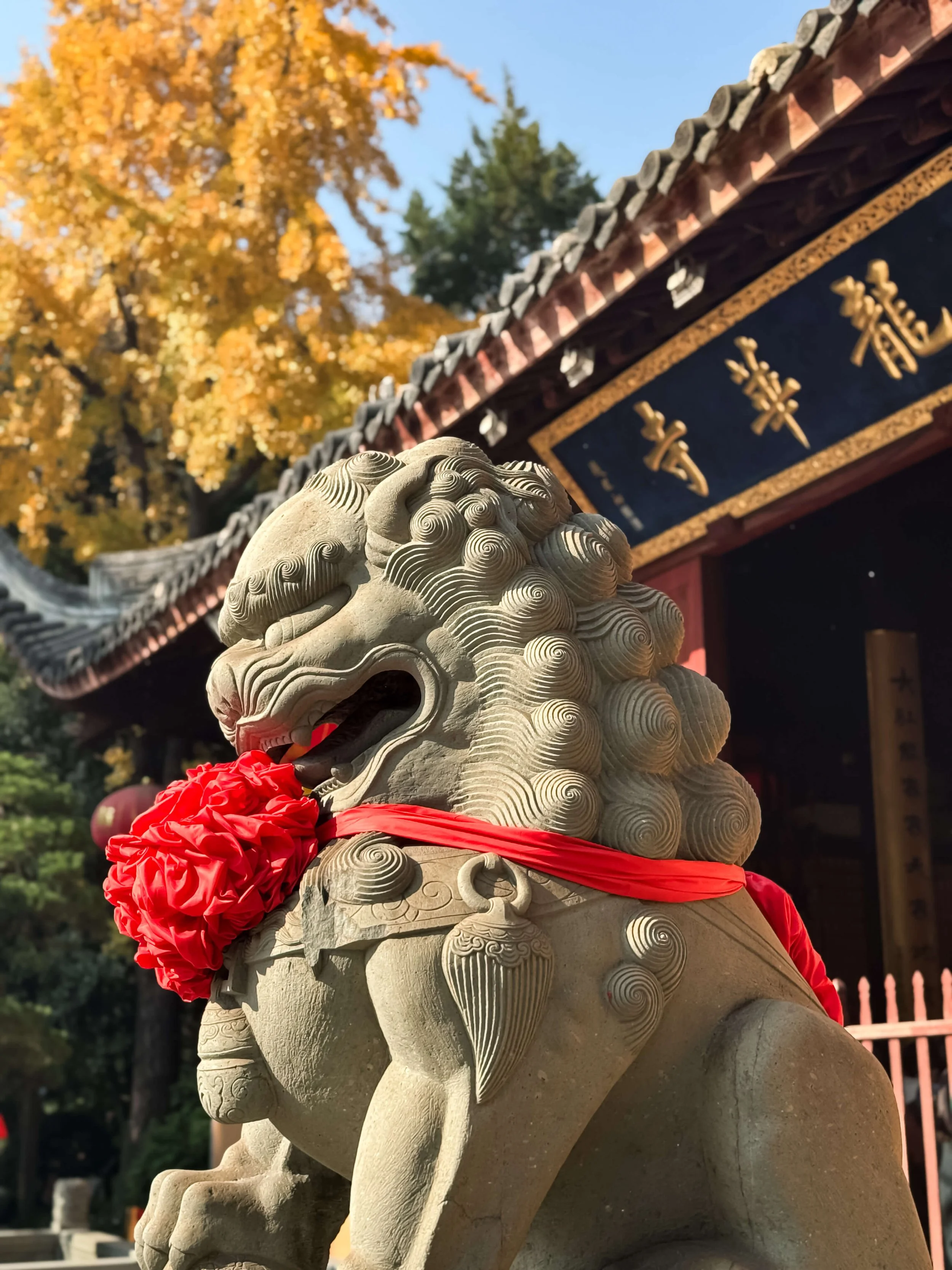 TINY-2025-12-Ginkgo Trees Final Edit-2455.jpg