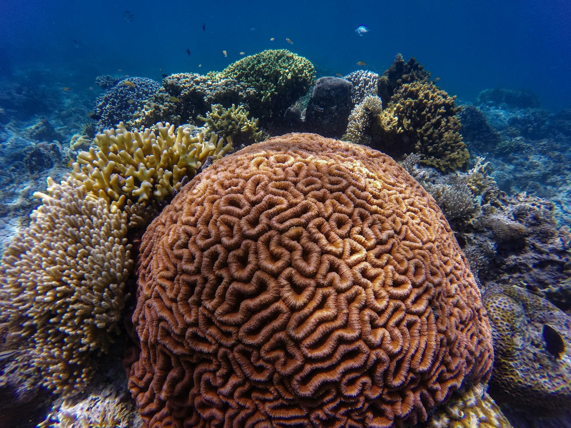 Brain coral and various corals underwater