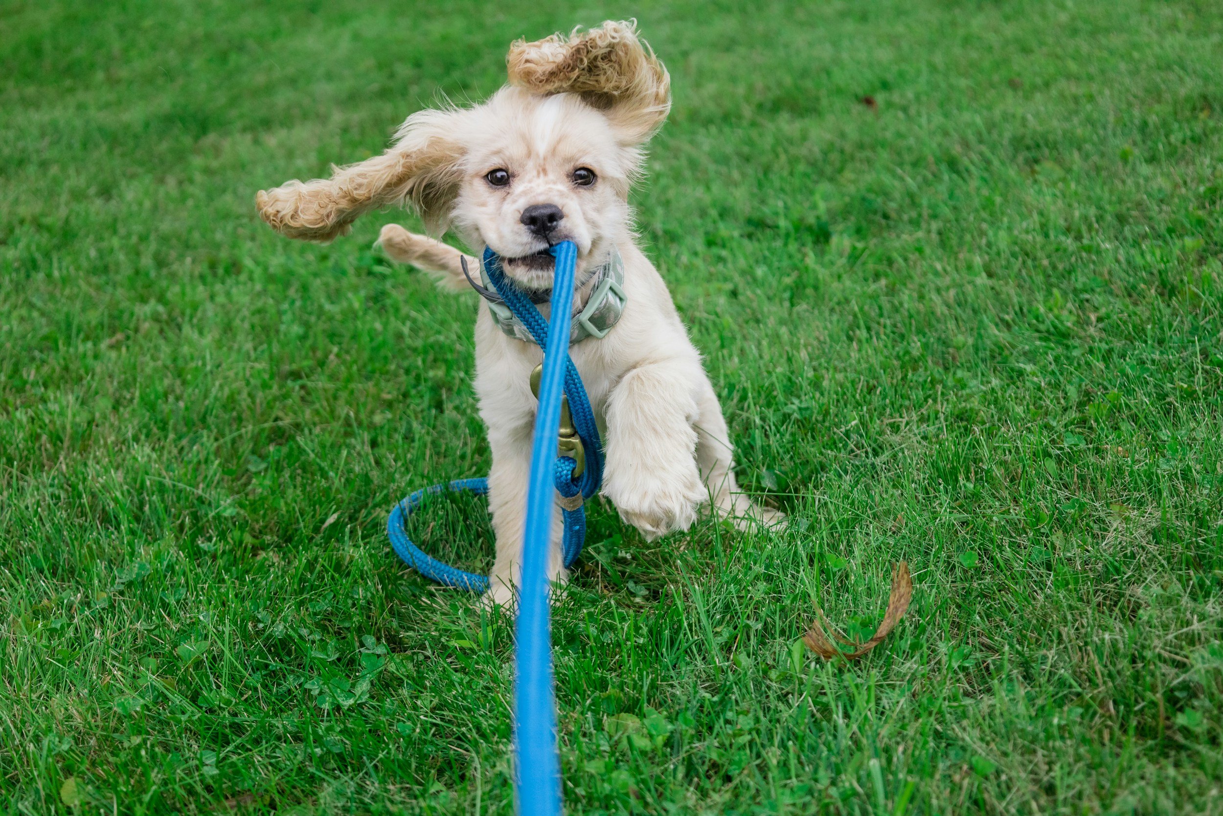 A playful puppy with floppy ears and light fur, running on green grass while holding a blue chew toy in its mouth.
