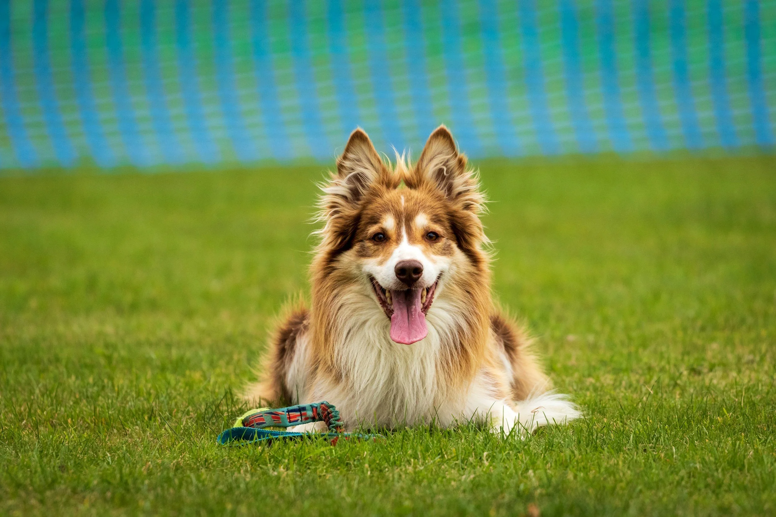 A happy Australian Shepherd dog lying on green grass in a park with a dog leash in front of it and a blue and green checkered fence in the background.