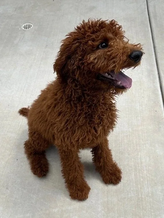A young brown curly-haired dog sitting on a concrete surface, looking to the side with its tongue out.
