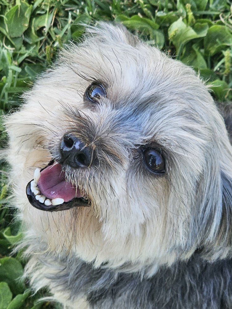 Close-up of a happy, small fluffy dog with light-colored fur and dark eyes, outdoors in green grass.