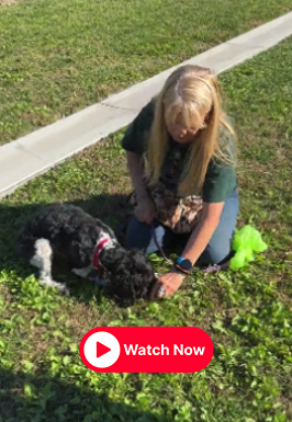 A girl with long blonde hair sitting on grass, playing with a small black and white dog wearing a red collar, outdoors on sunny day.
