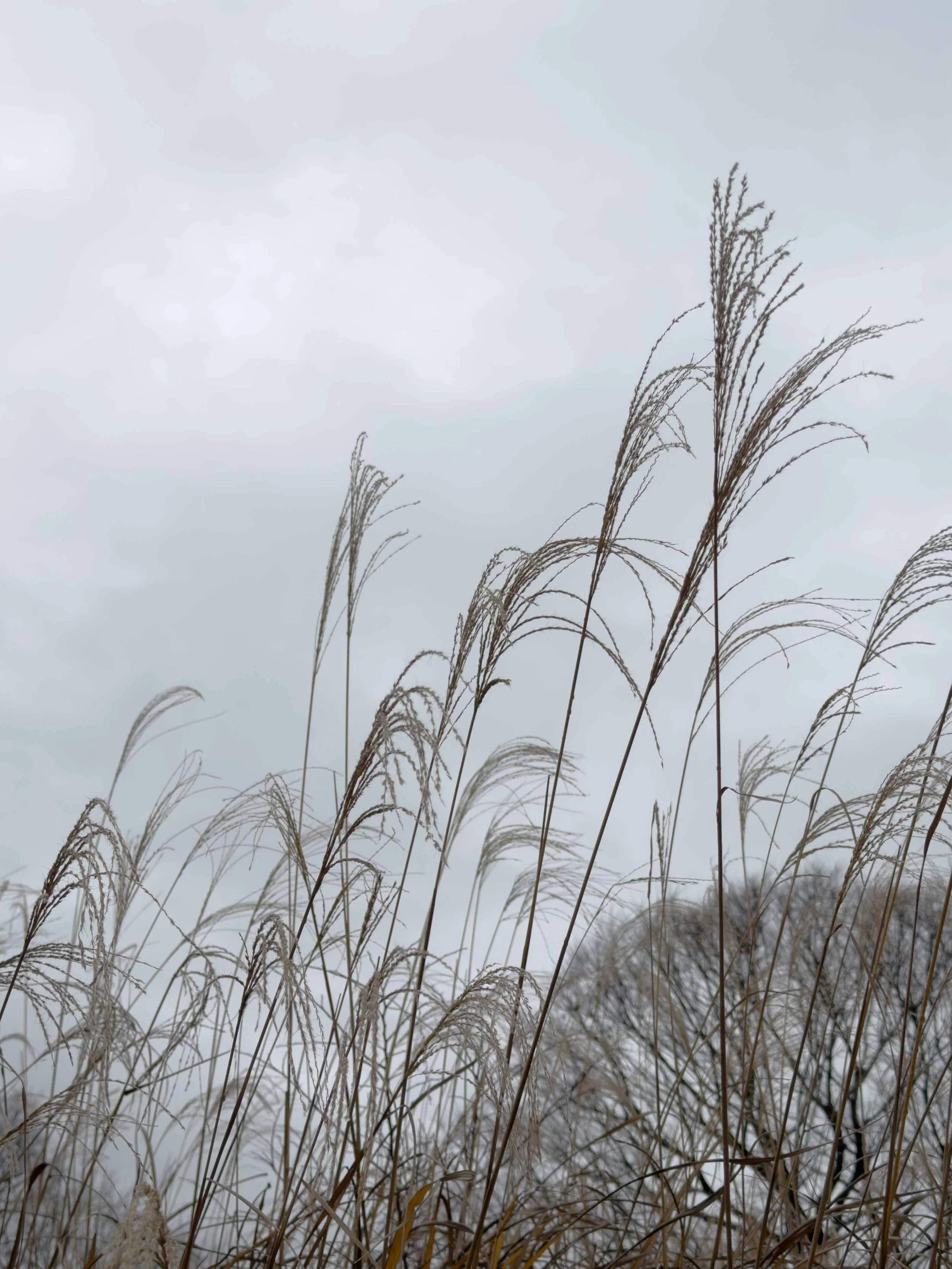 曇り空の下に揺れるススキの草