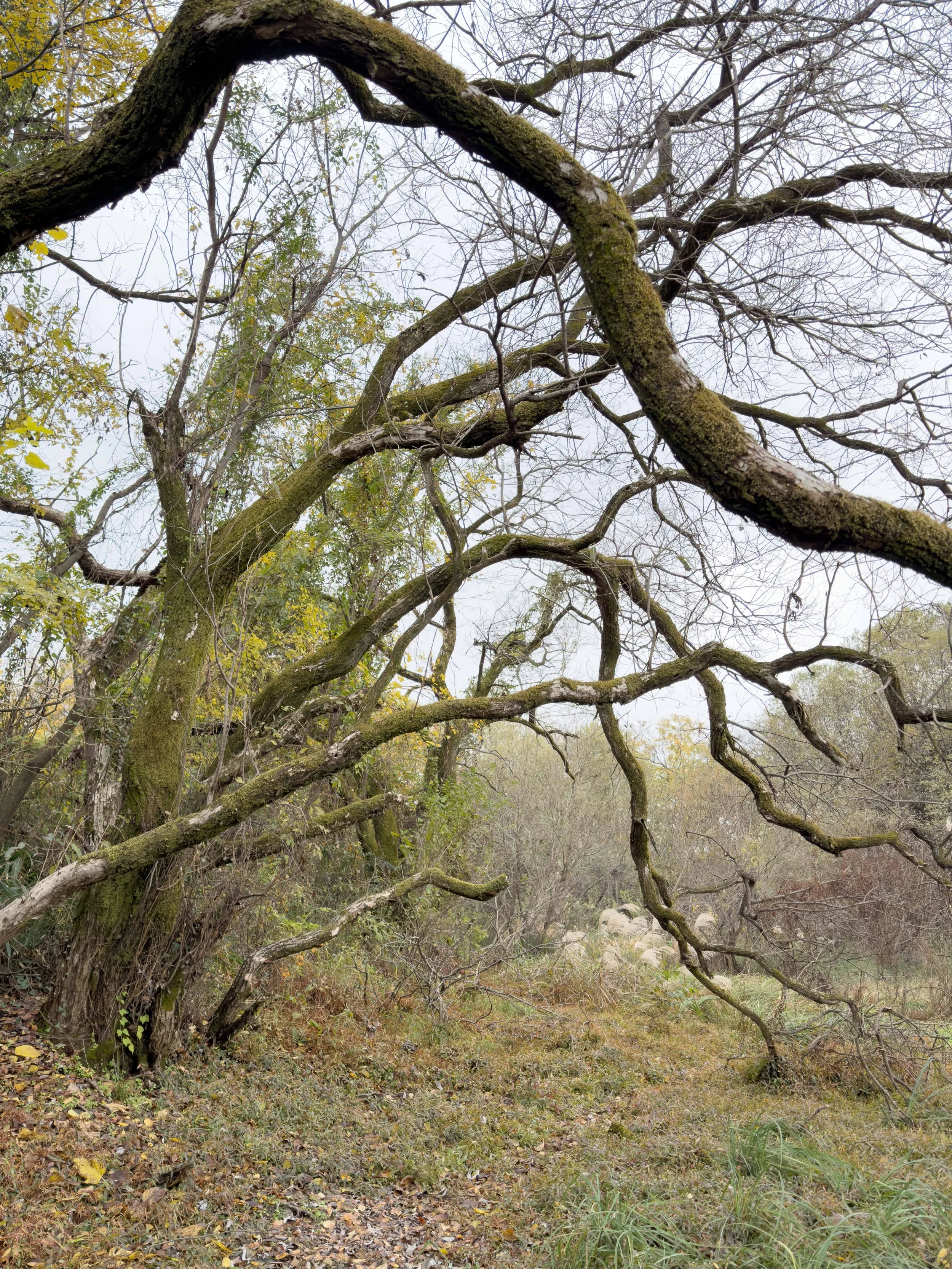 落葉樹の枝が広がる自然の風景。葉はほとんど落ちており、葉のない枝が目立つ。地面には落ち葉や草が見える。