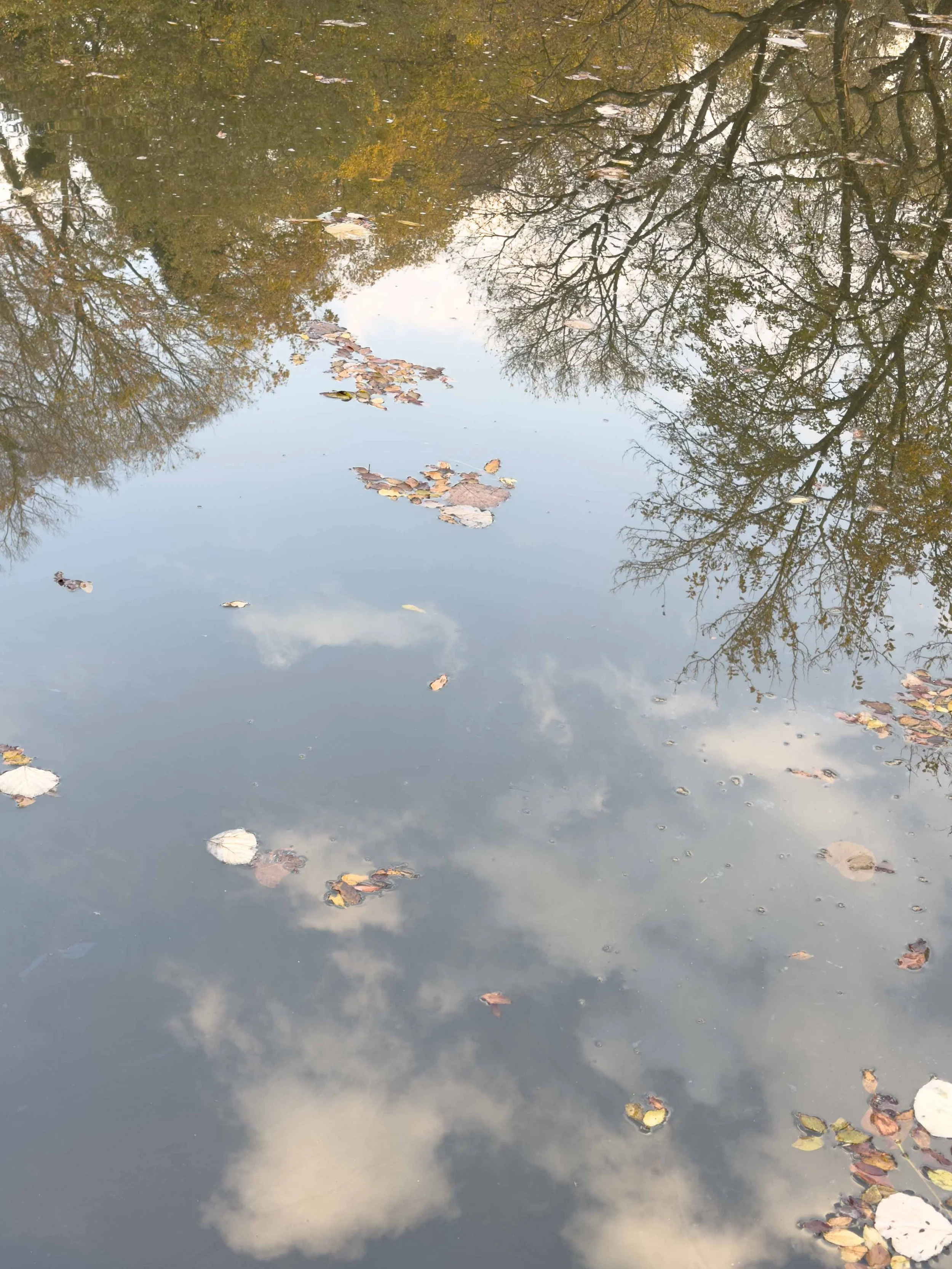 紅葉した木の枝と空の反射が映る静かな水面と散らばる葉っぱ