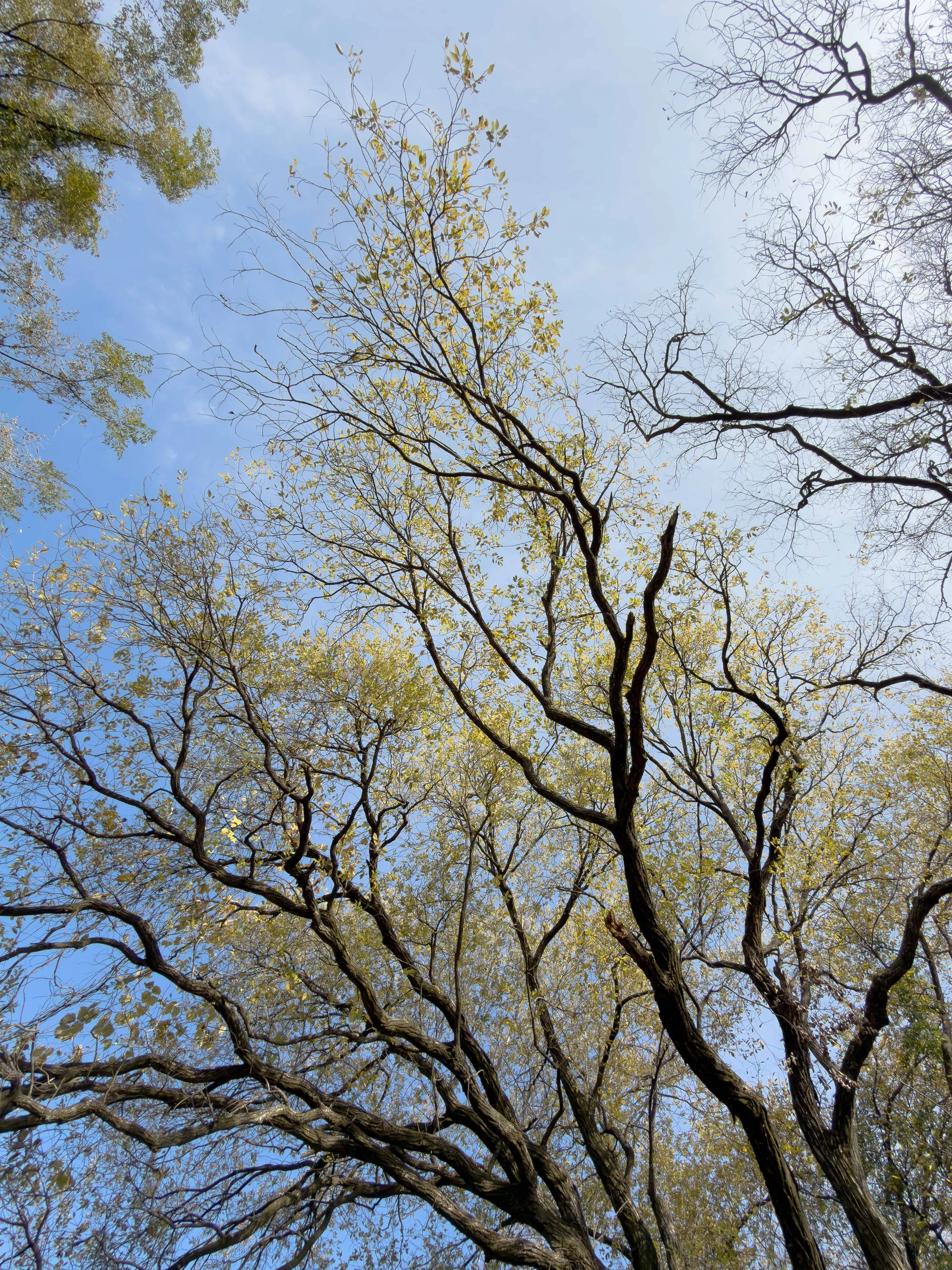 青空の下、木の枝が交差している景色