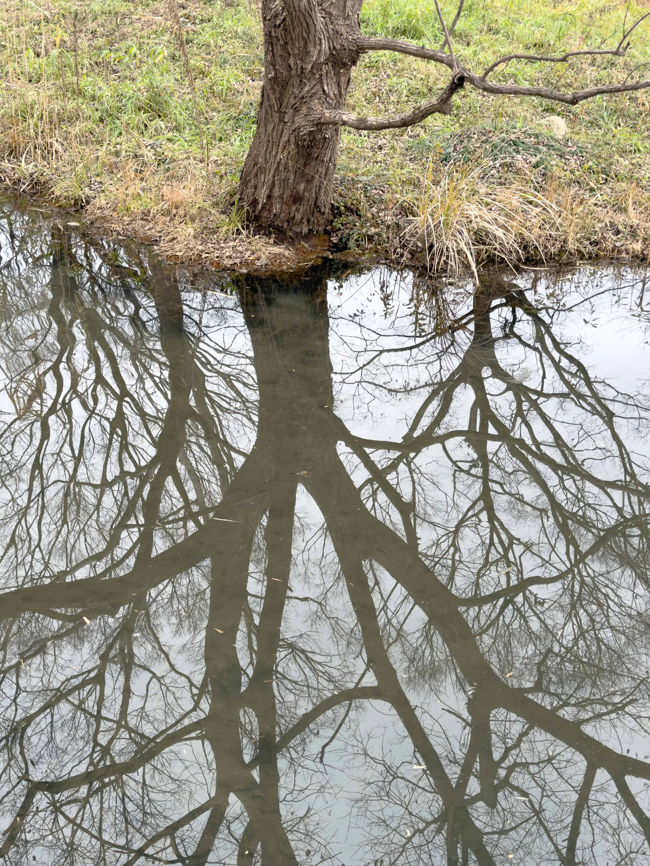 木とその空の反射が水面に映る風景