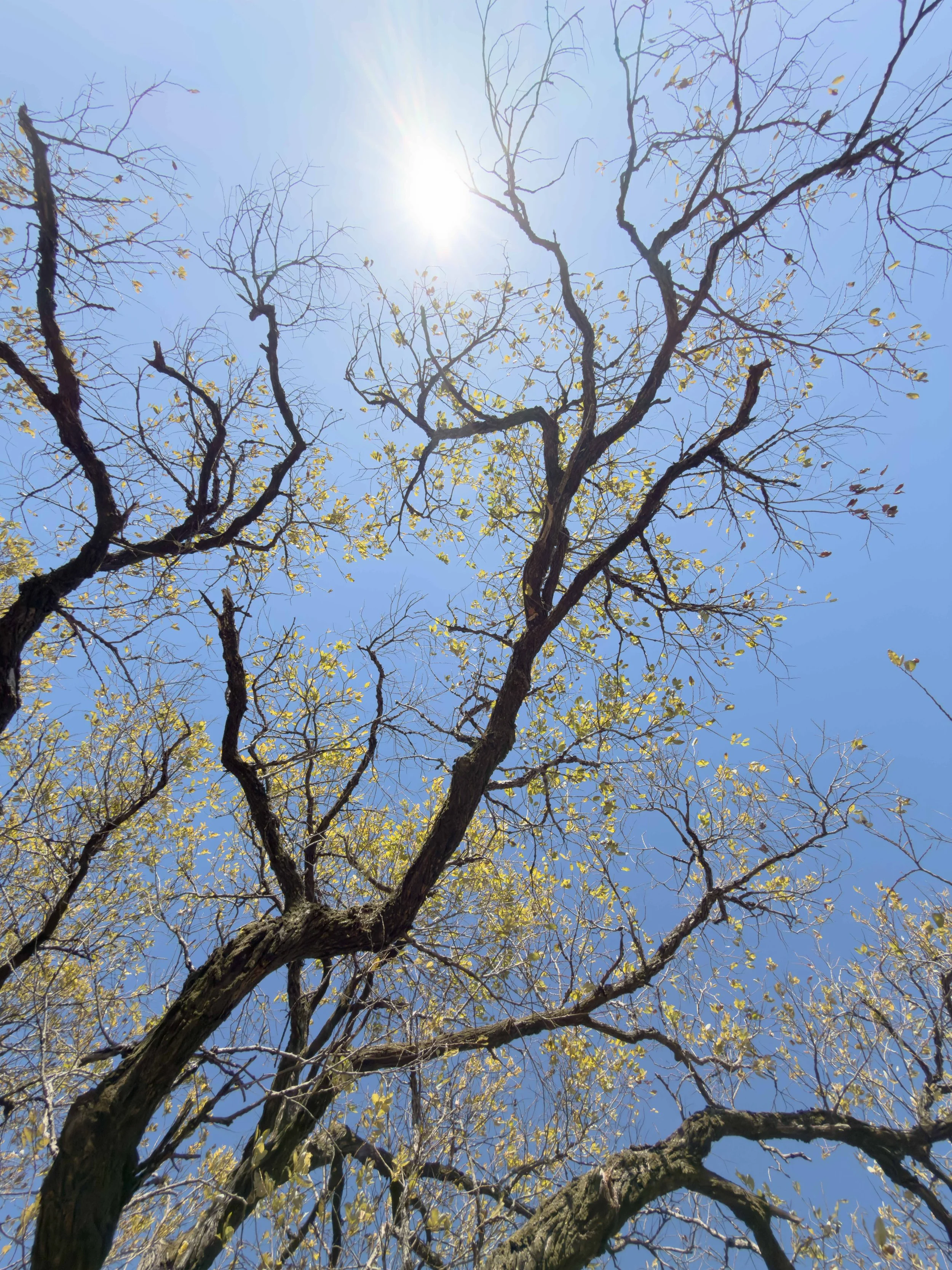 青空の下に葉の少ない木の枝が広がっている。太陽が高く輝いている。