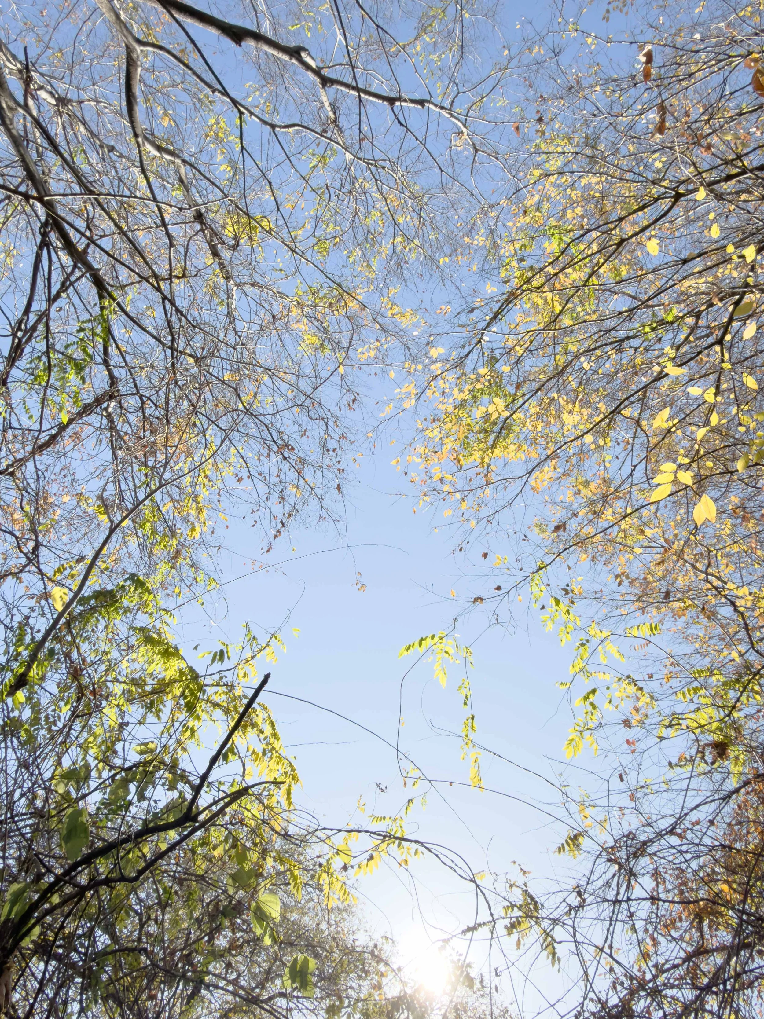 青空と木の葉が秋の季節に見られる風景。木の枝が空に向かって伸びている。