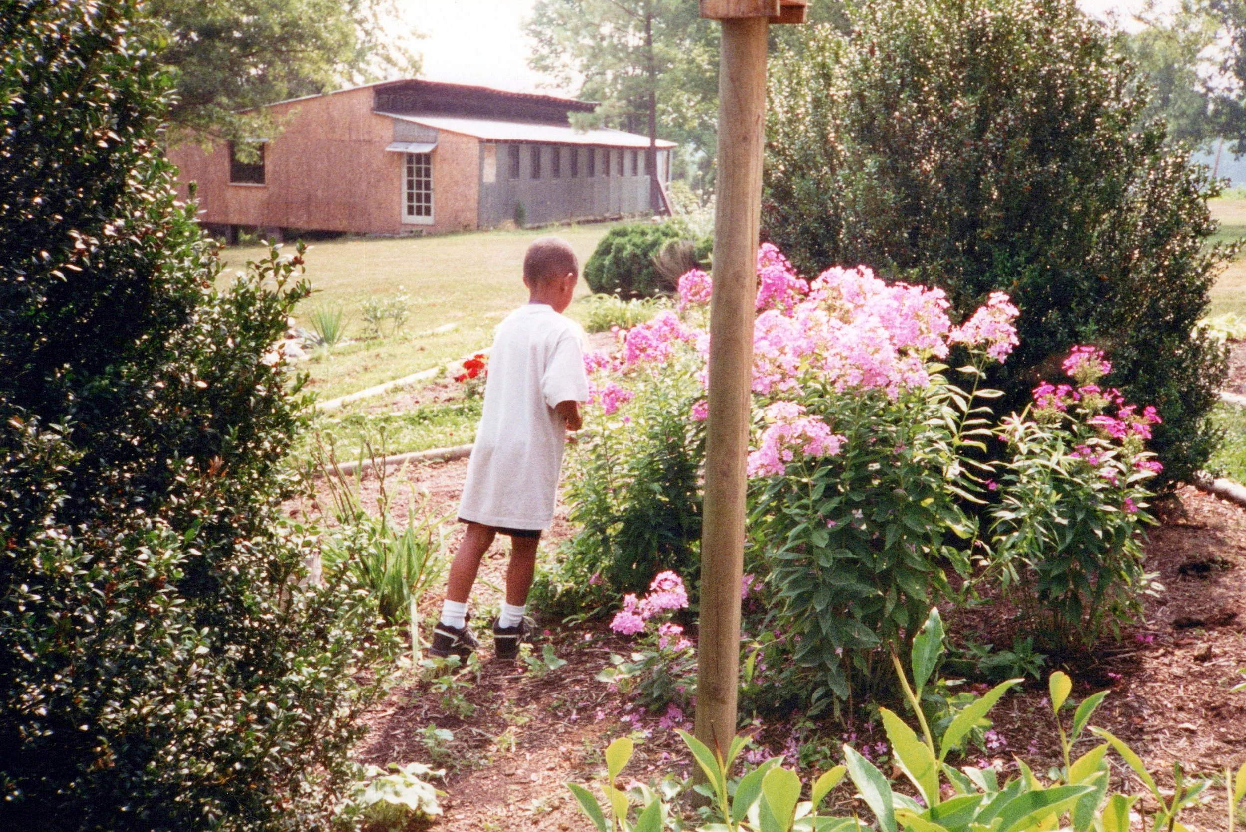 Child in a garden with pink flowers and bushes, rustic building in the background.