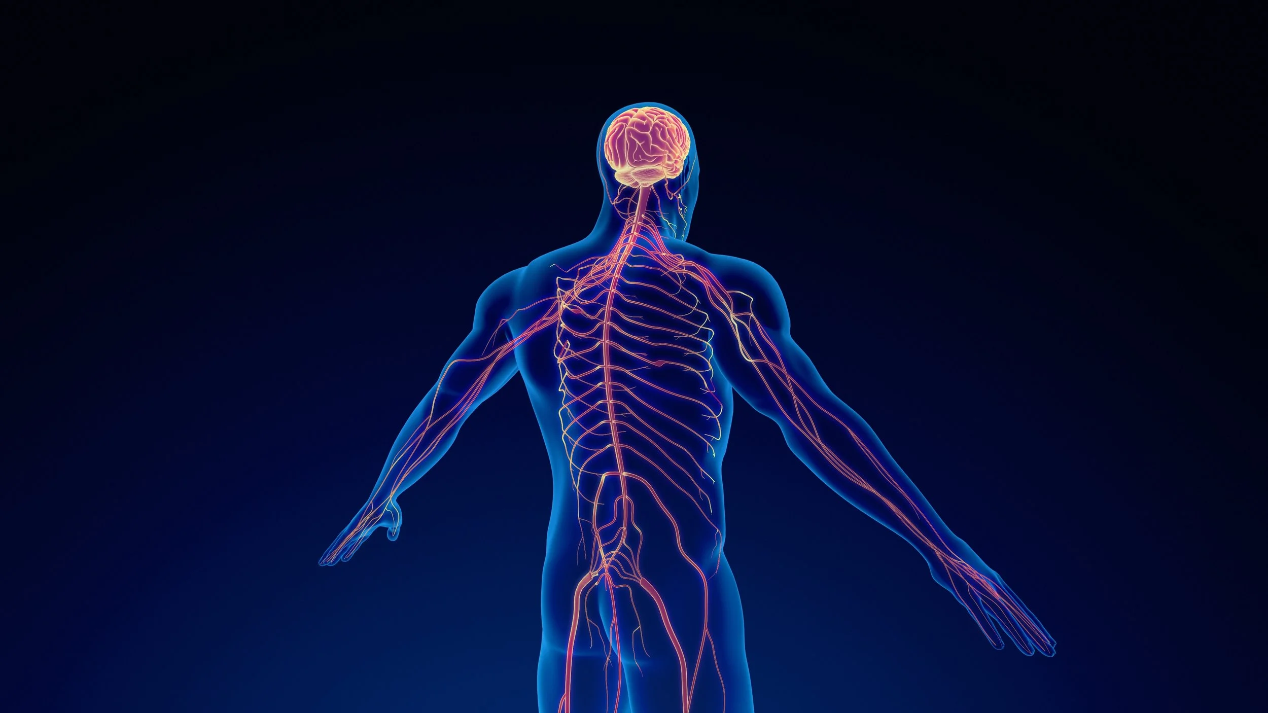 A Nervous System Checklist Every Dancer Needs