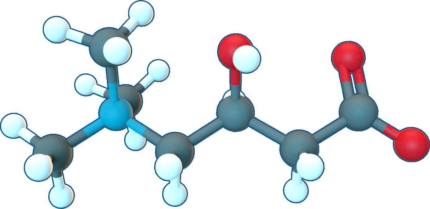 L-Carnitine