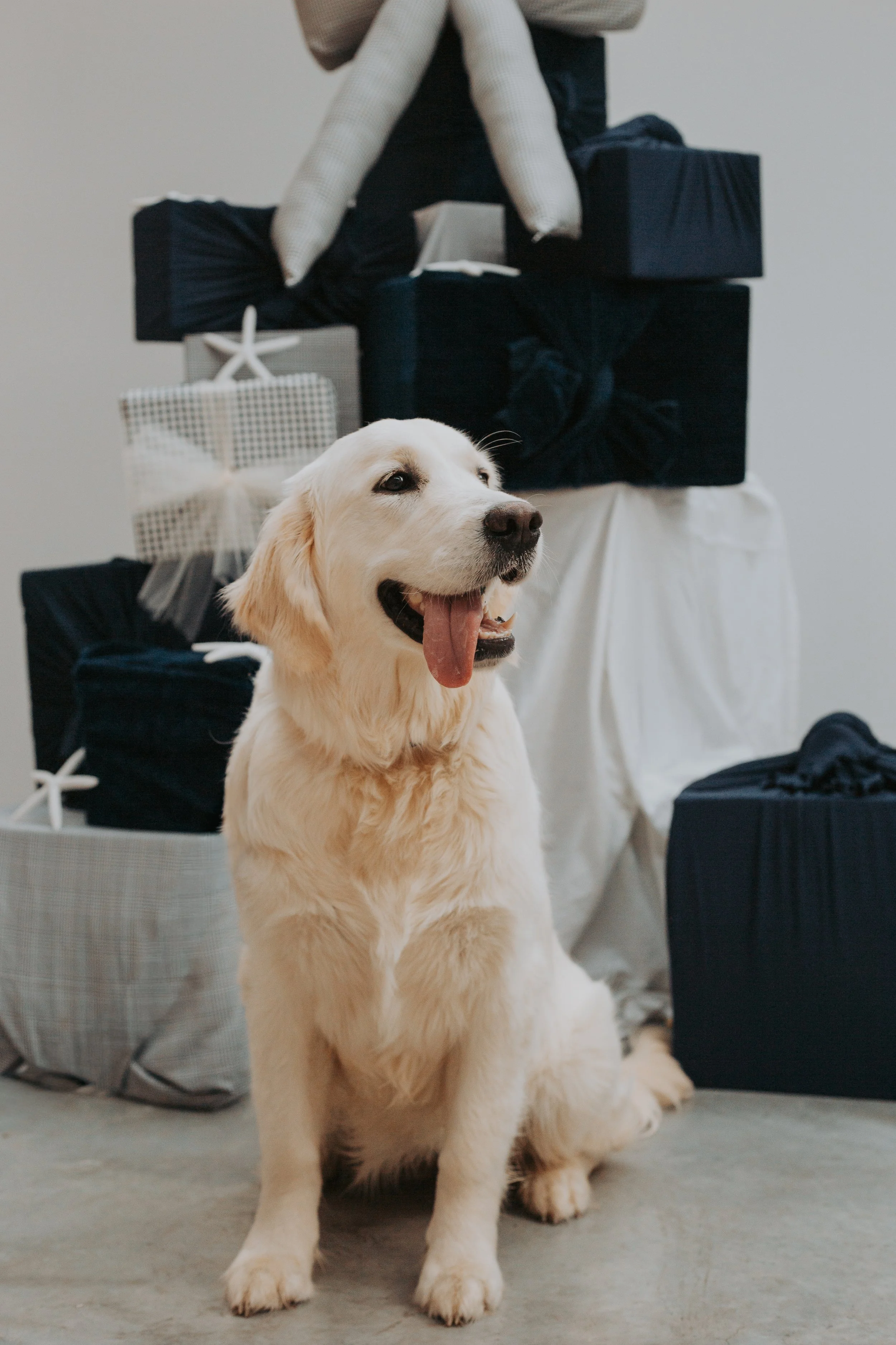 Santa Paws-10.jpg