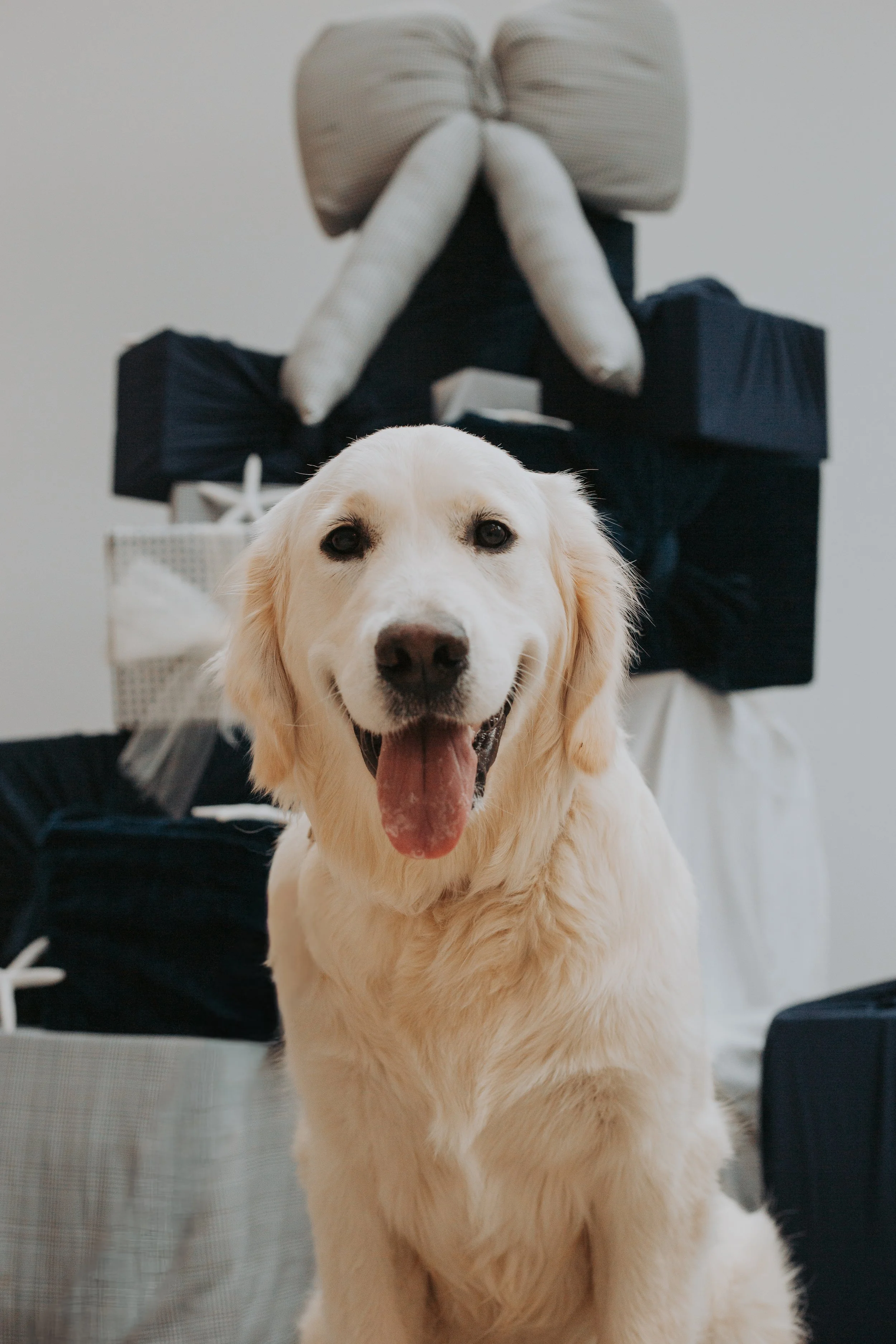 Santa Paws-13.jpg