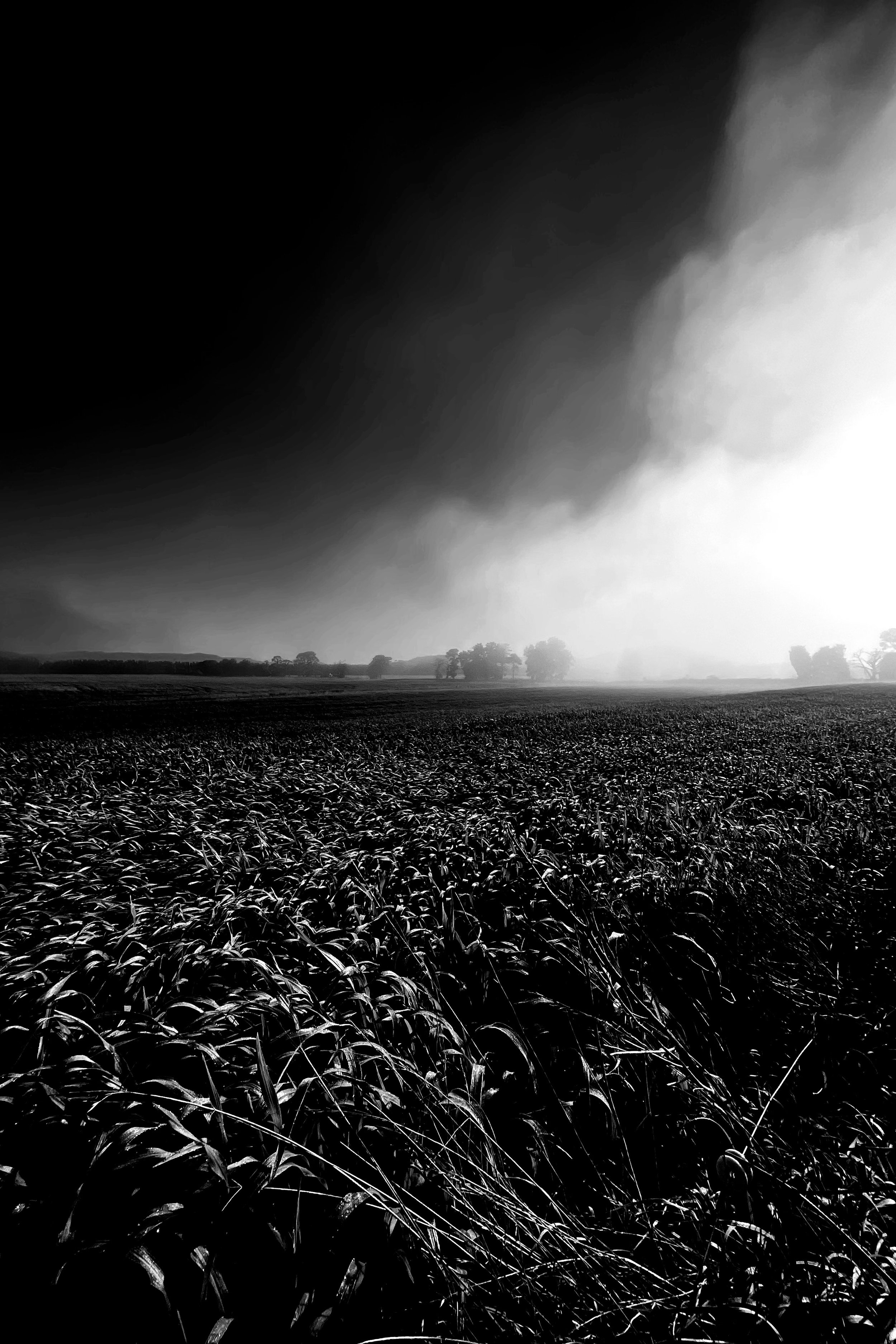 A black and white photo of a farmland with crops in the foreground, trees in the middle distance, and a stormy sky with dark clouds overhead.