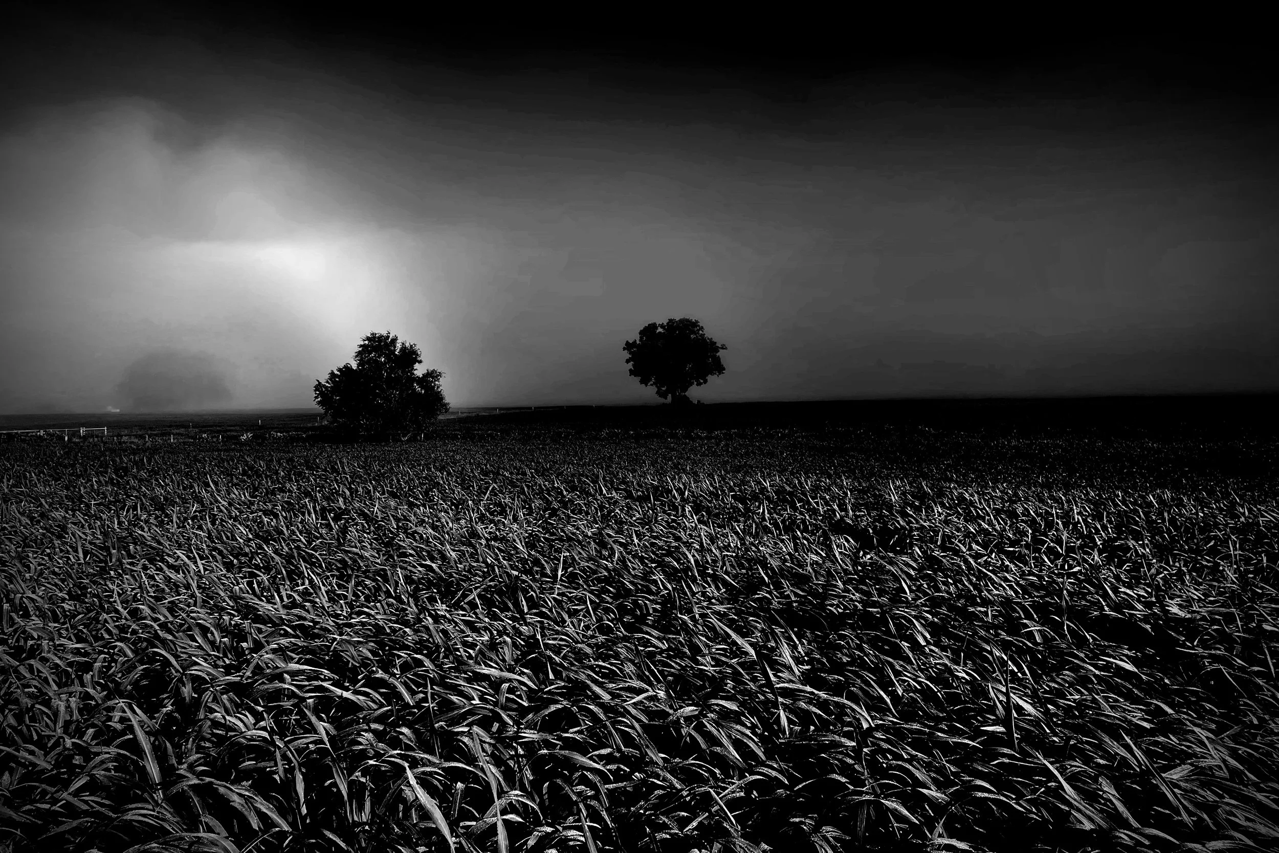 Black and white landscape of a field with two trees and a cloudy sky.
