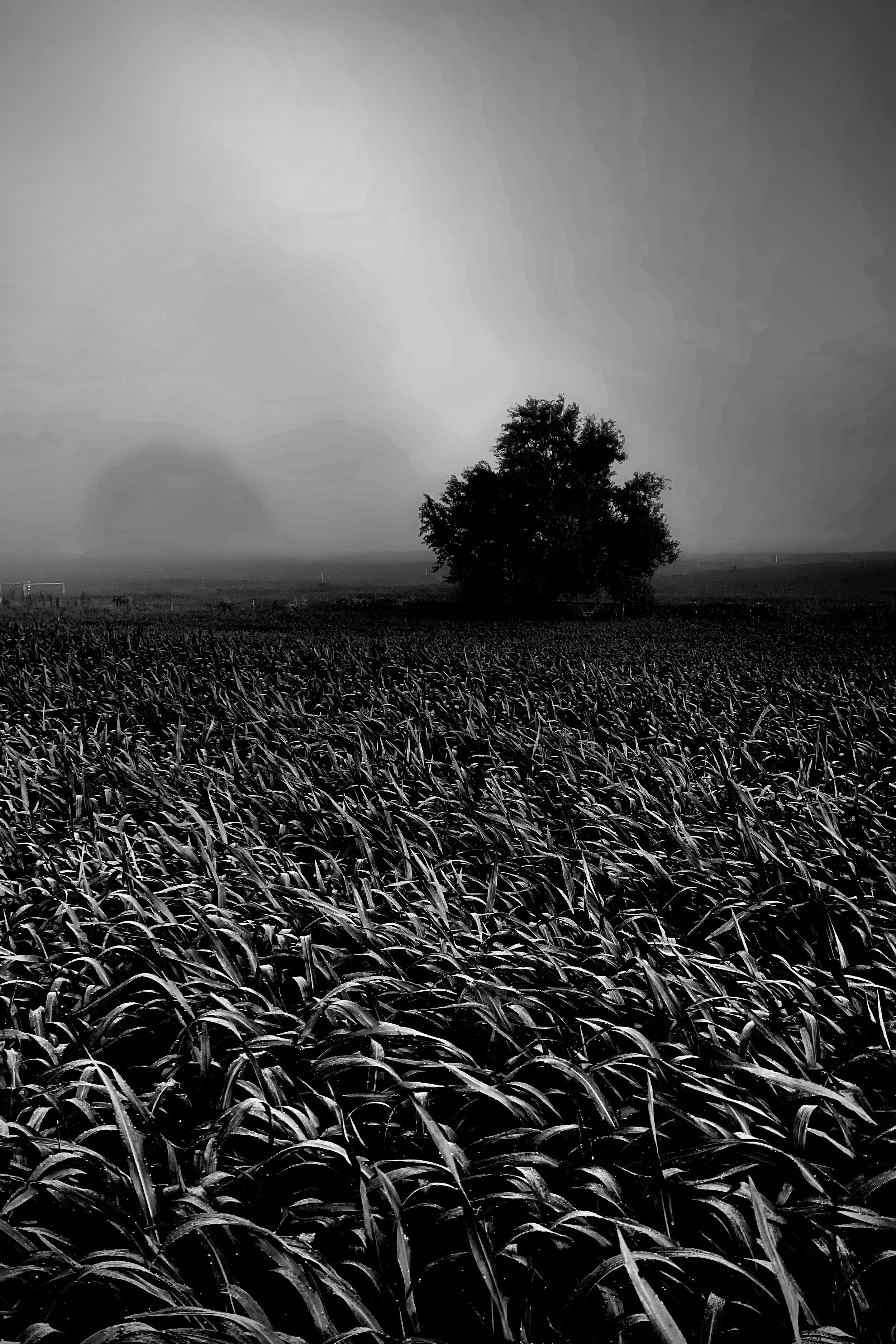 A black and white photo of a large field of tall grass with a single tree in the distance and a clear sky overhead.