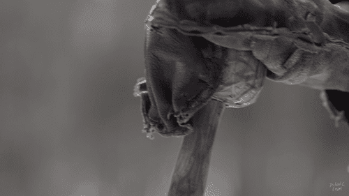 Leatherman - Man Dressed in Patches of Leather