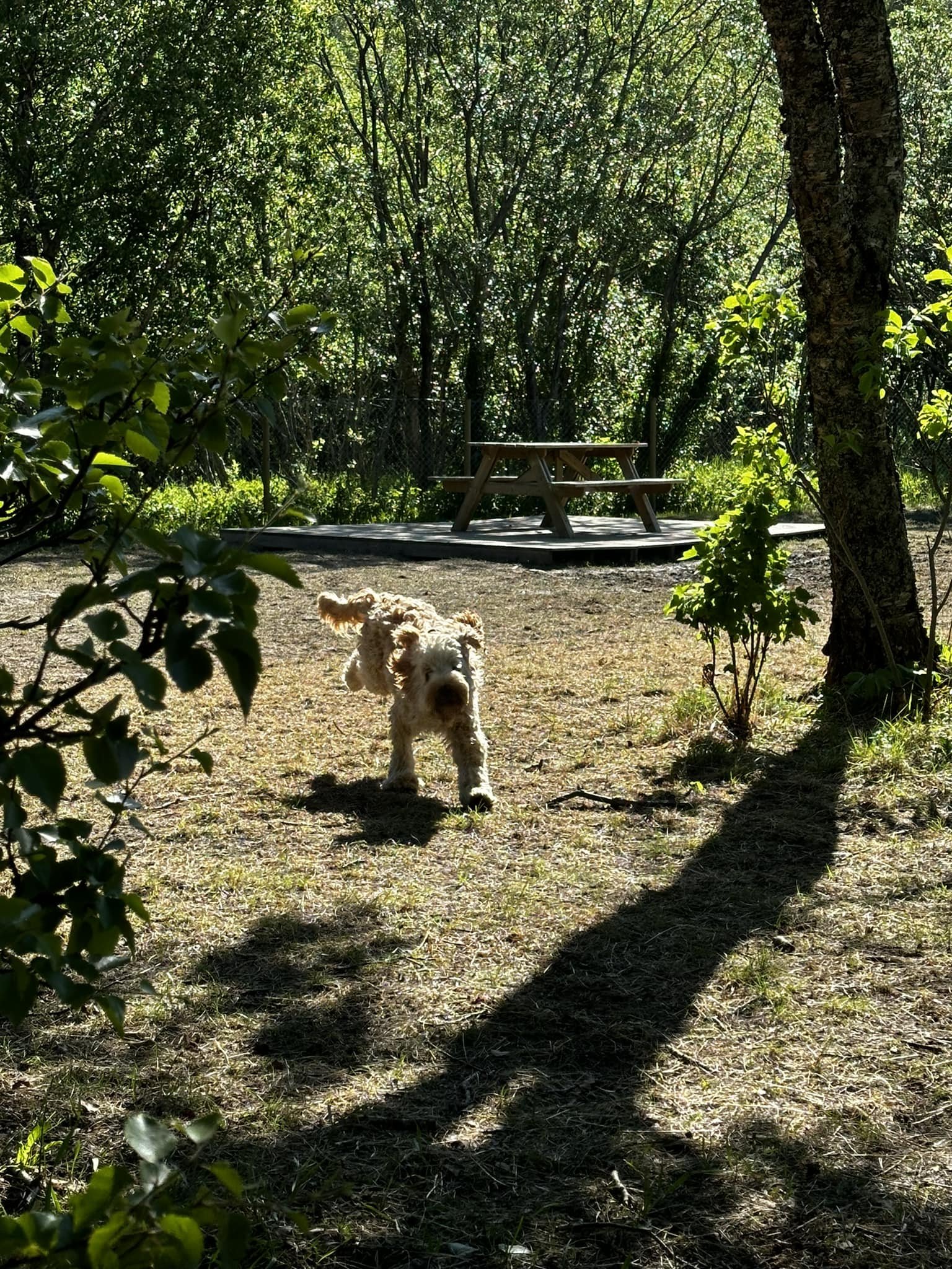 Hundeparken er offisielt åpnet!