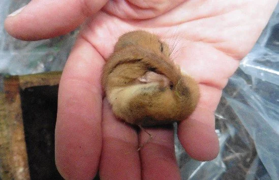 The Ups and Downs of Hibernation