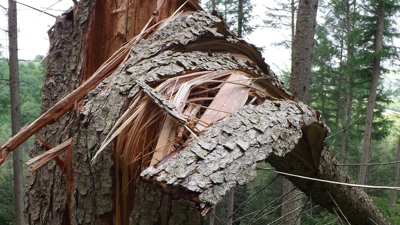 Notes on this winters thinning: nurturing Fingle