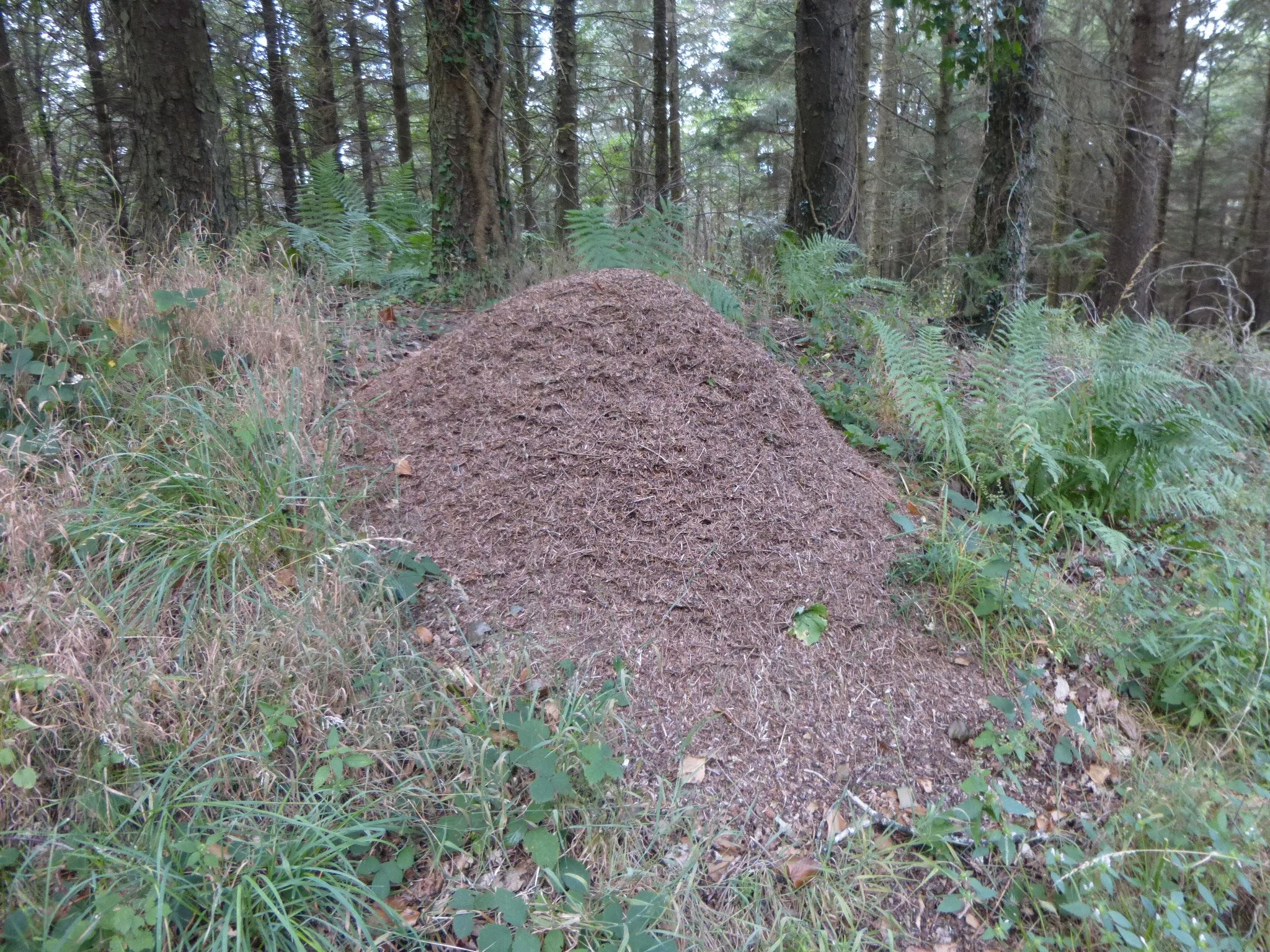 The History of Woodland Soil