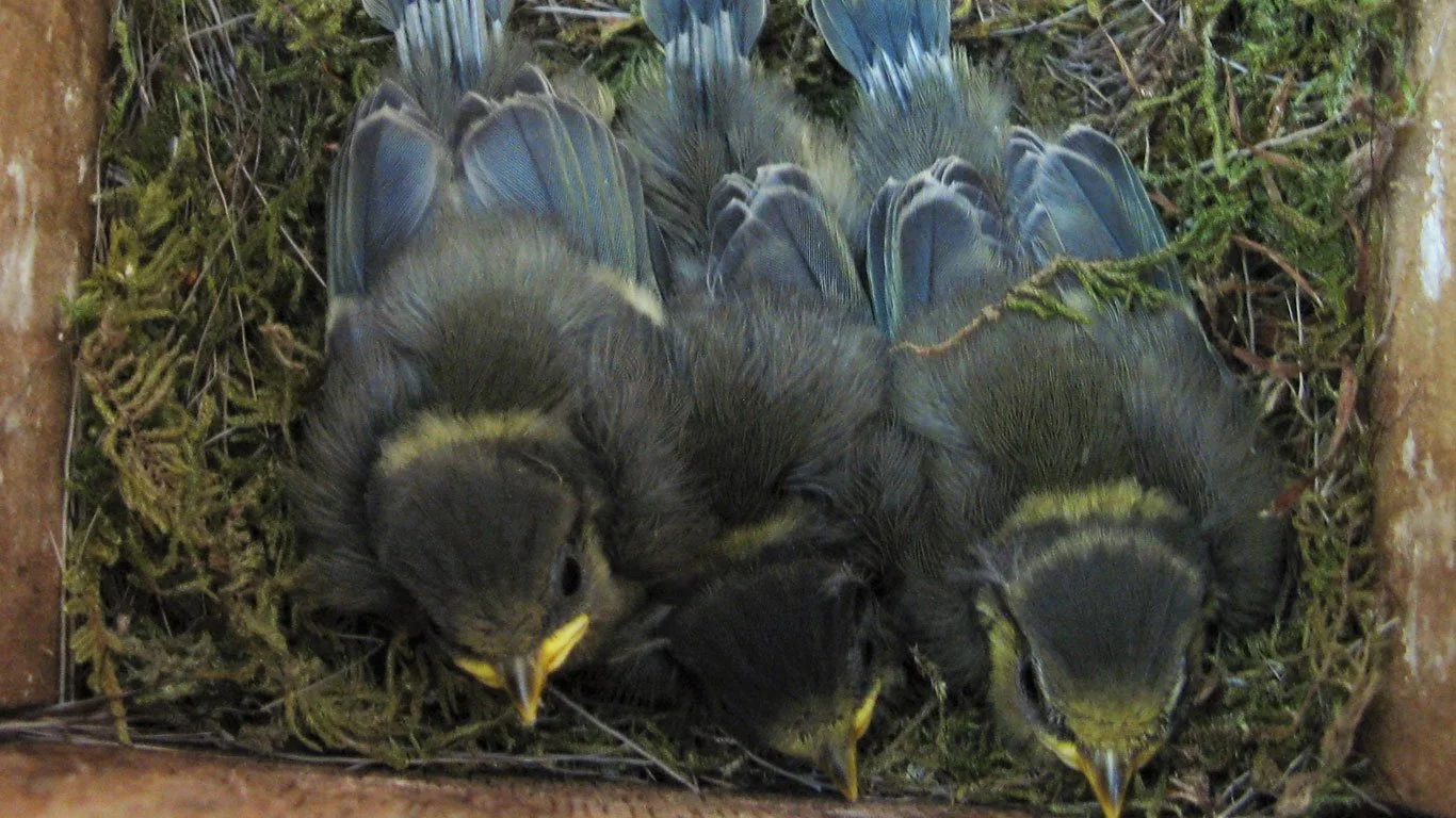 Breeding Bird Survey 2016 – The Results Are In