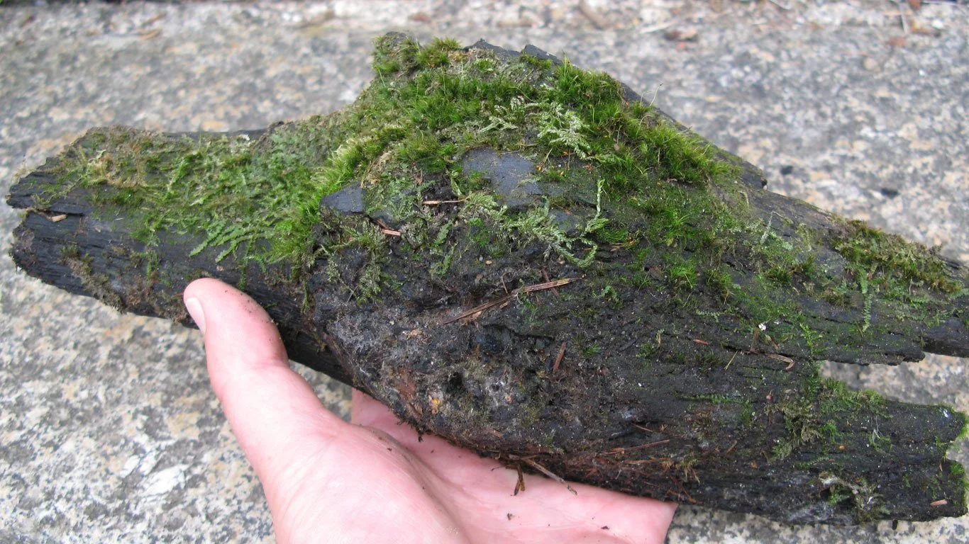 Moving Forward, Looking Back