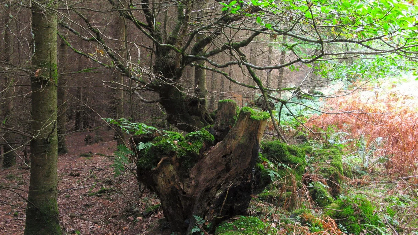 The History of Fingle Woods - Life on the Edge