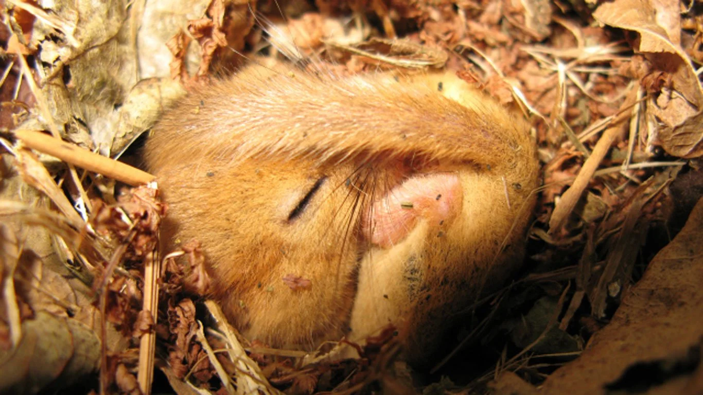 Getting Close to Nature: Training to Survey Dormice