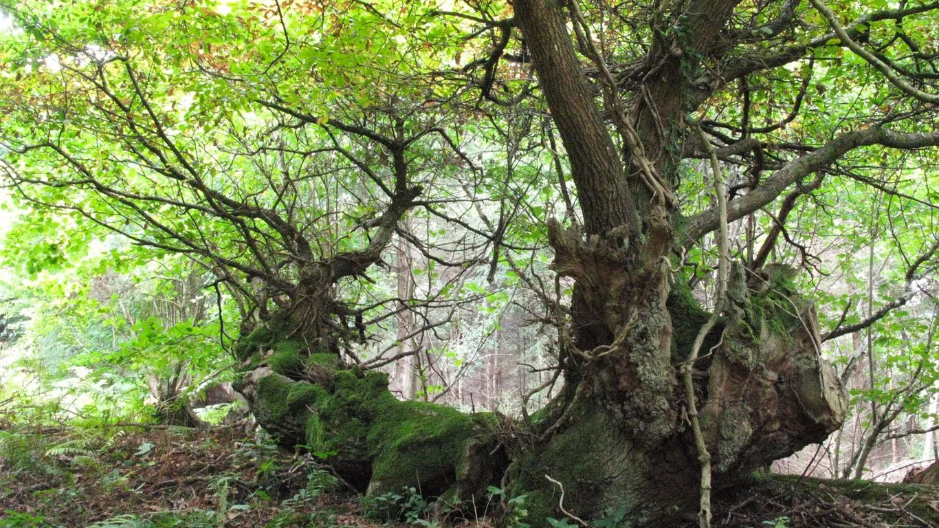 A Thin Black Line – The Renovation of an Ancient Boundary