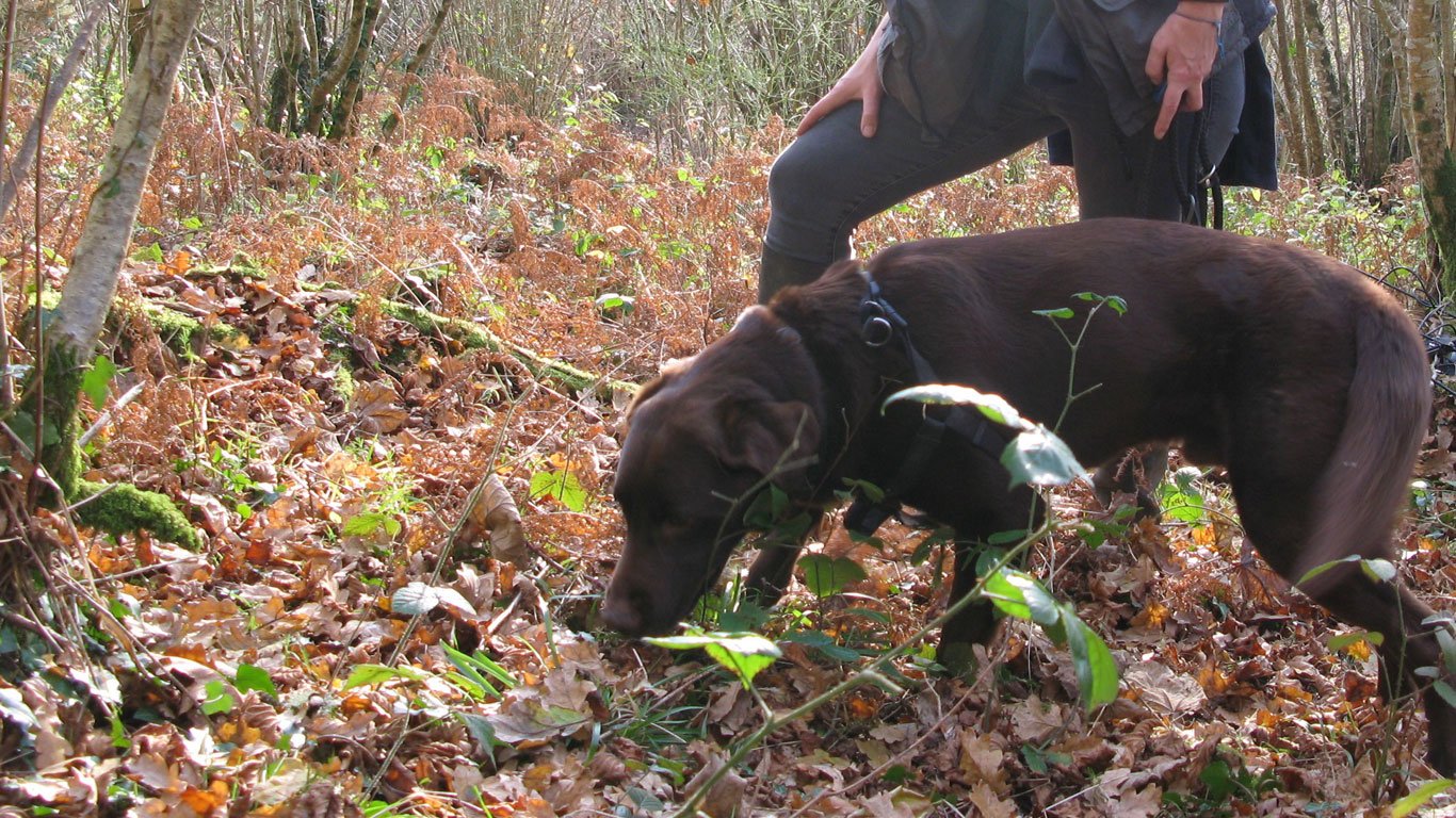 Ground Level Research in the Woods