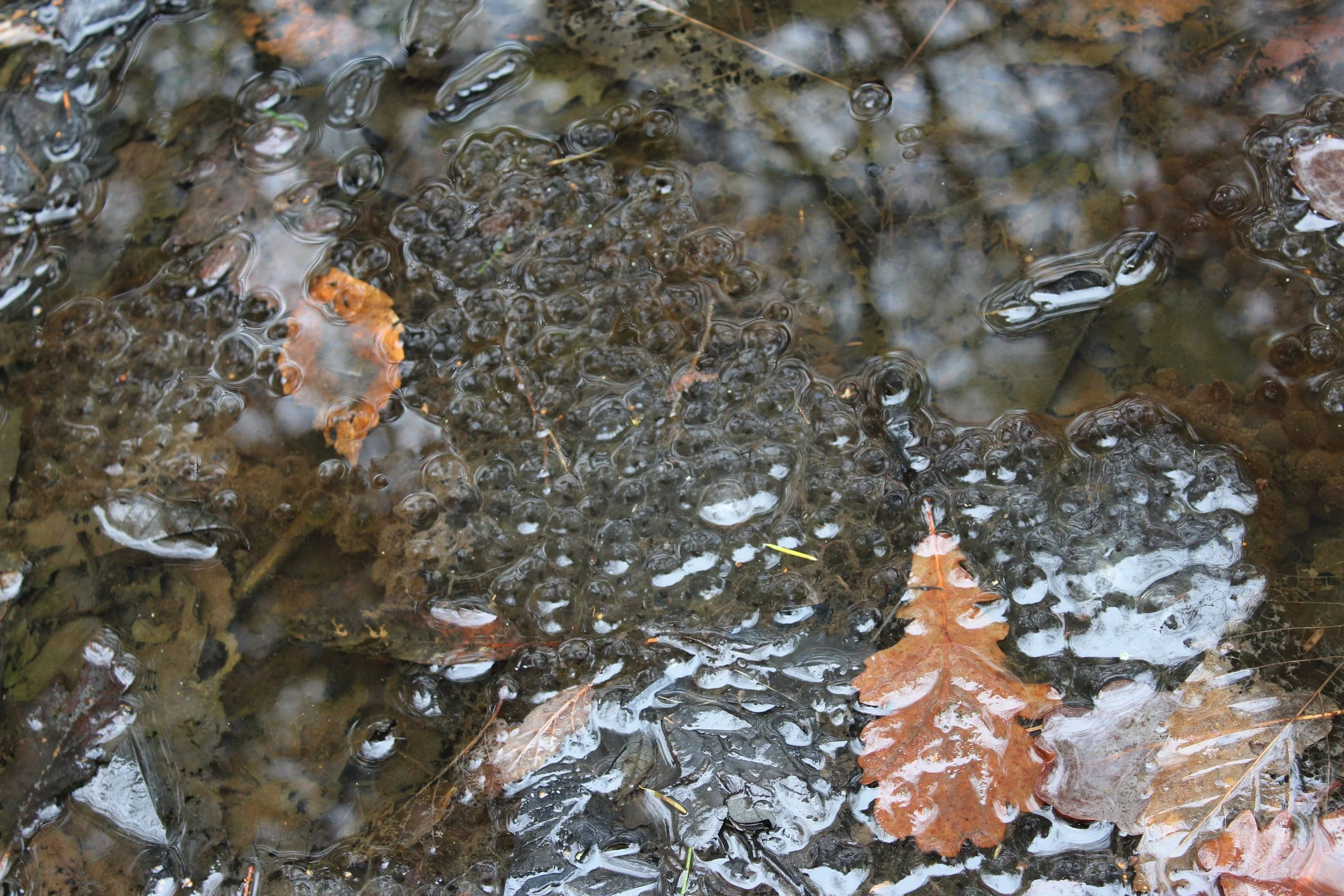 Surround Sound II: Wood-be Winter Heroes