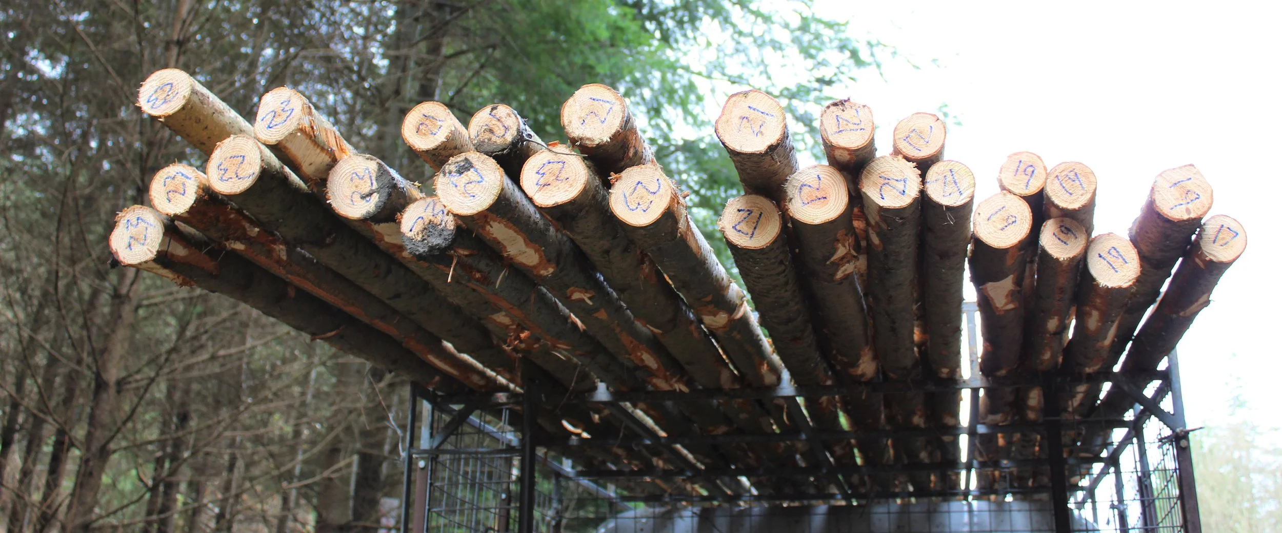 Cutting Trees with Intent