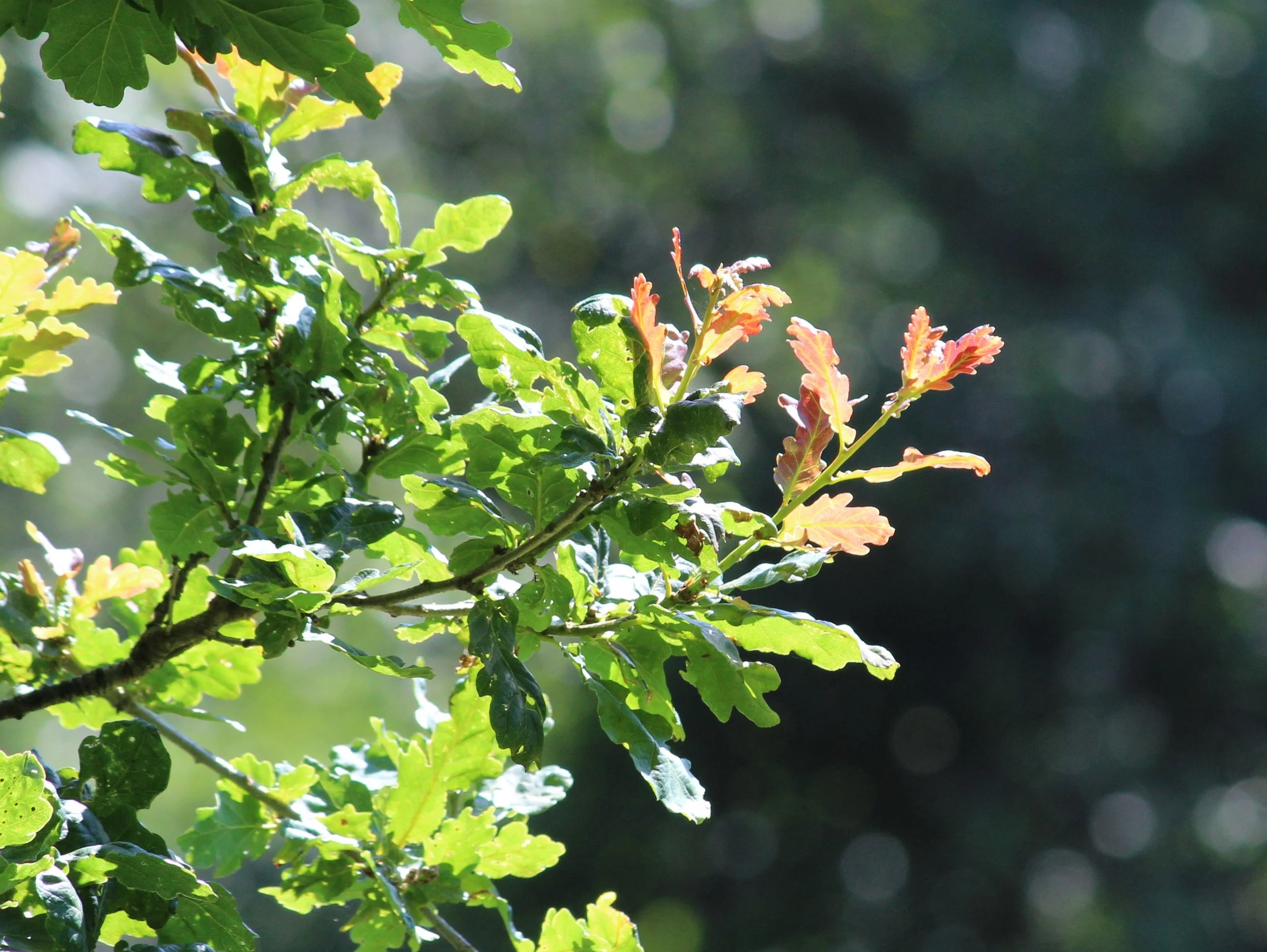 Summer at Fingle - Looking for Lammas