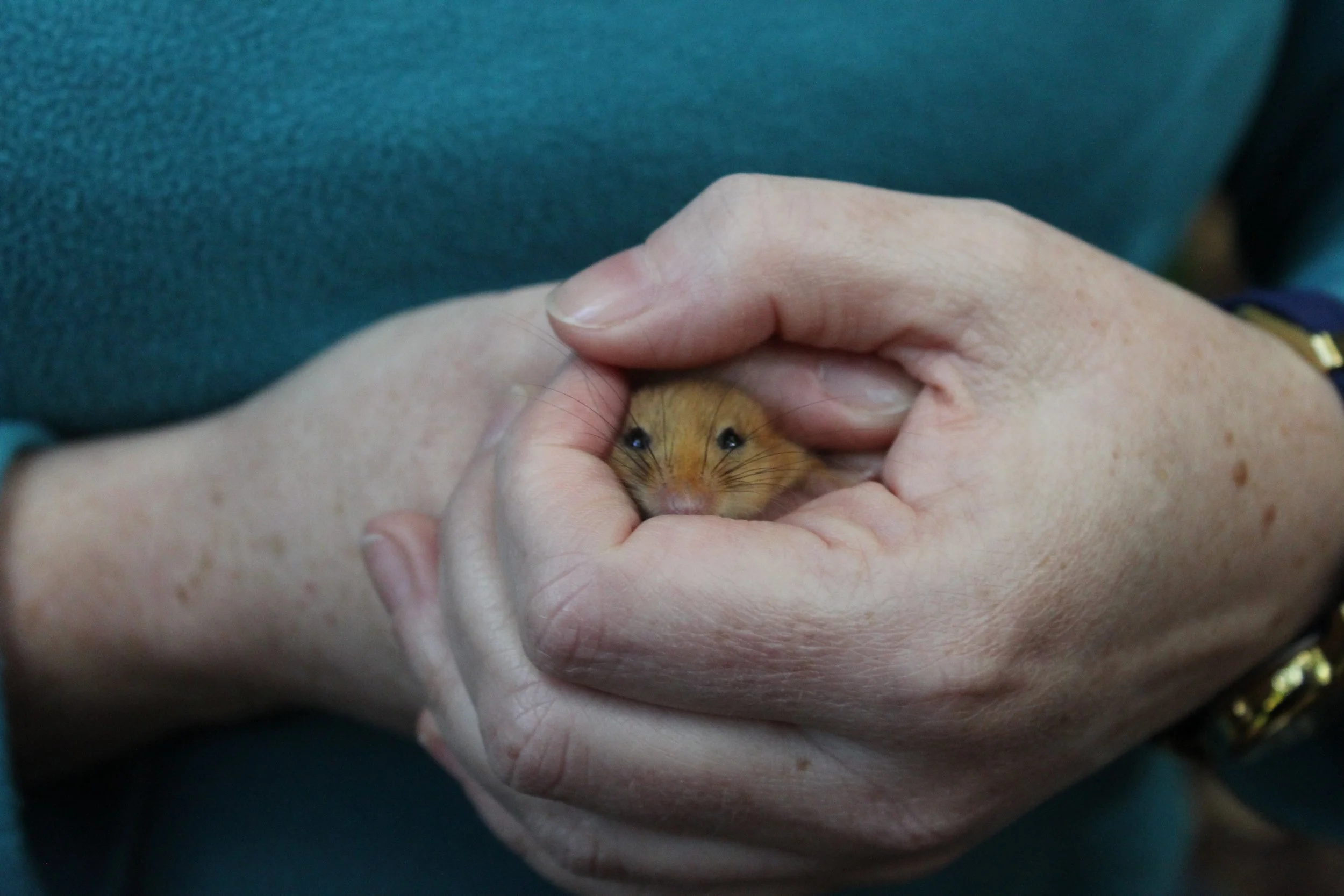 Species Monitoring- Getting to Grips with Fingle’s Dormice