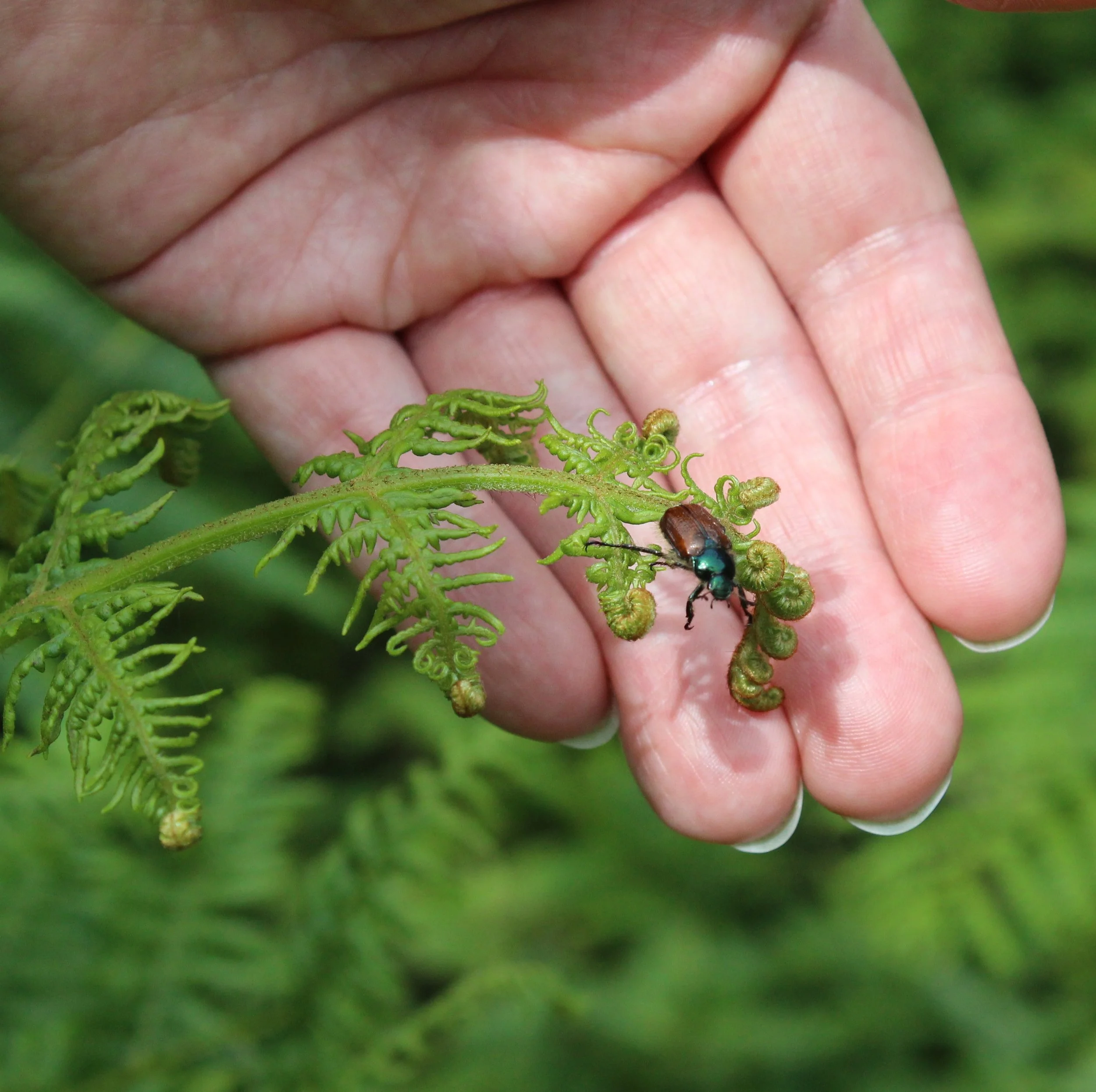 The Missing Link - re-routing a forestry track