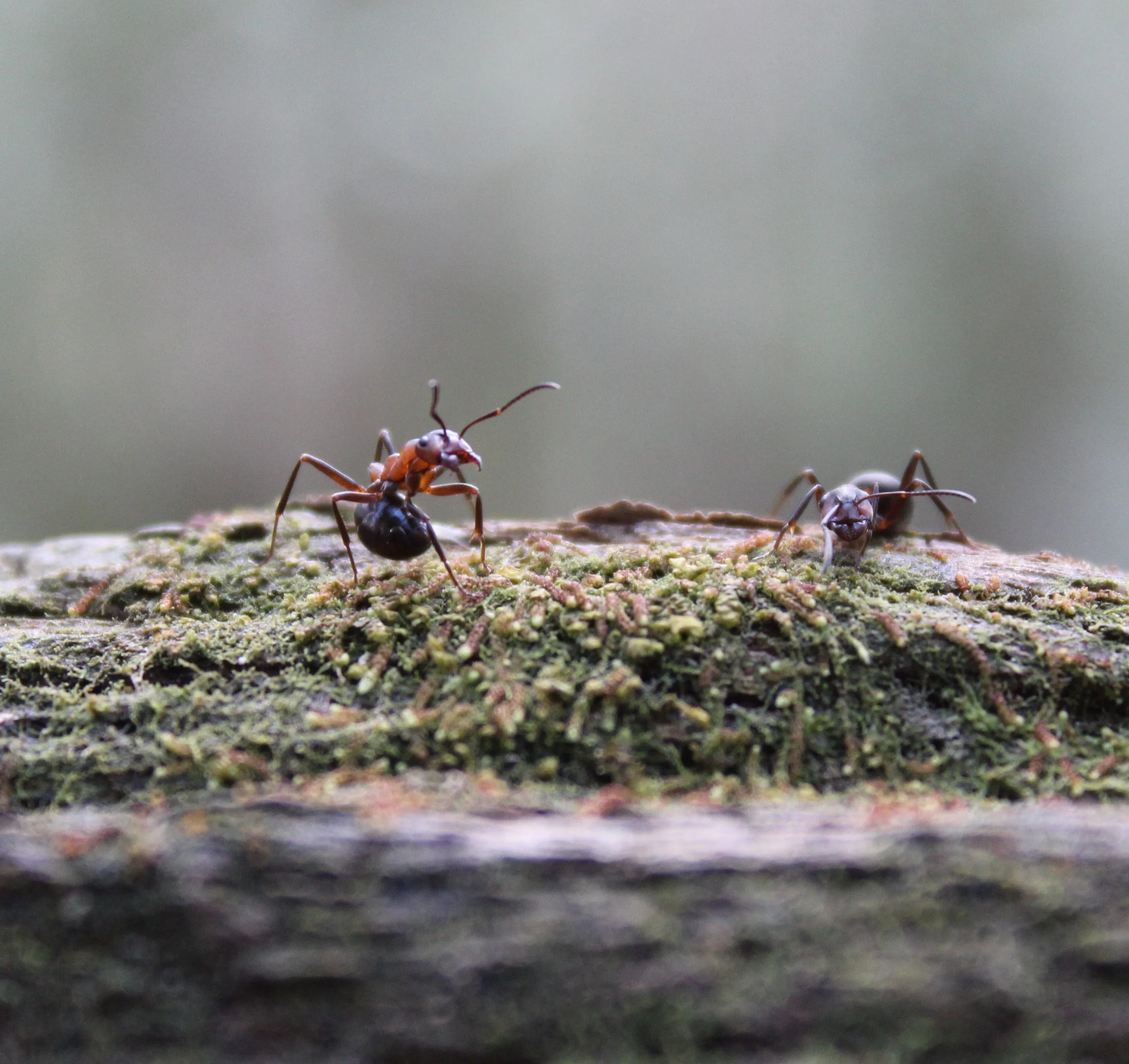 Wood Ants in the Winter