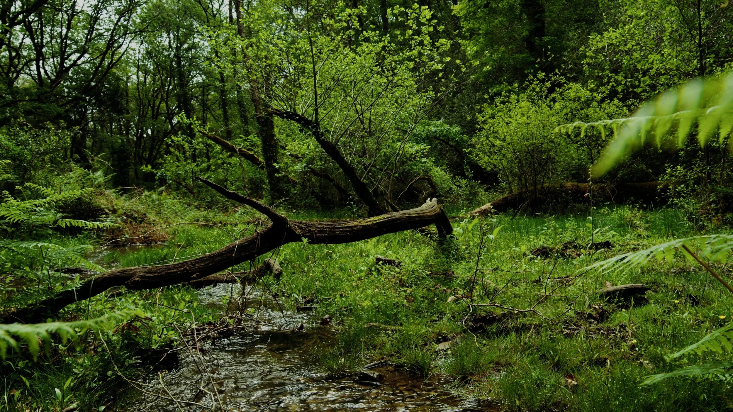 News | Get the Latest Updates — Rainforest Recovery | Woodland Trust