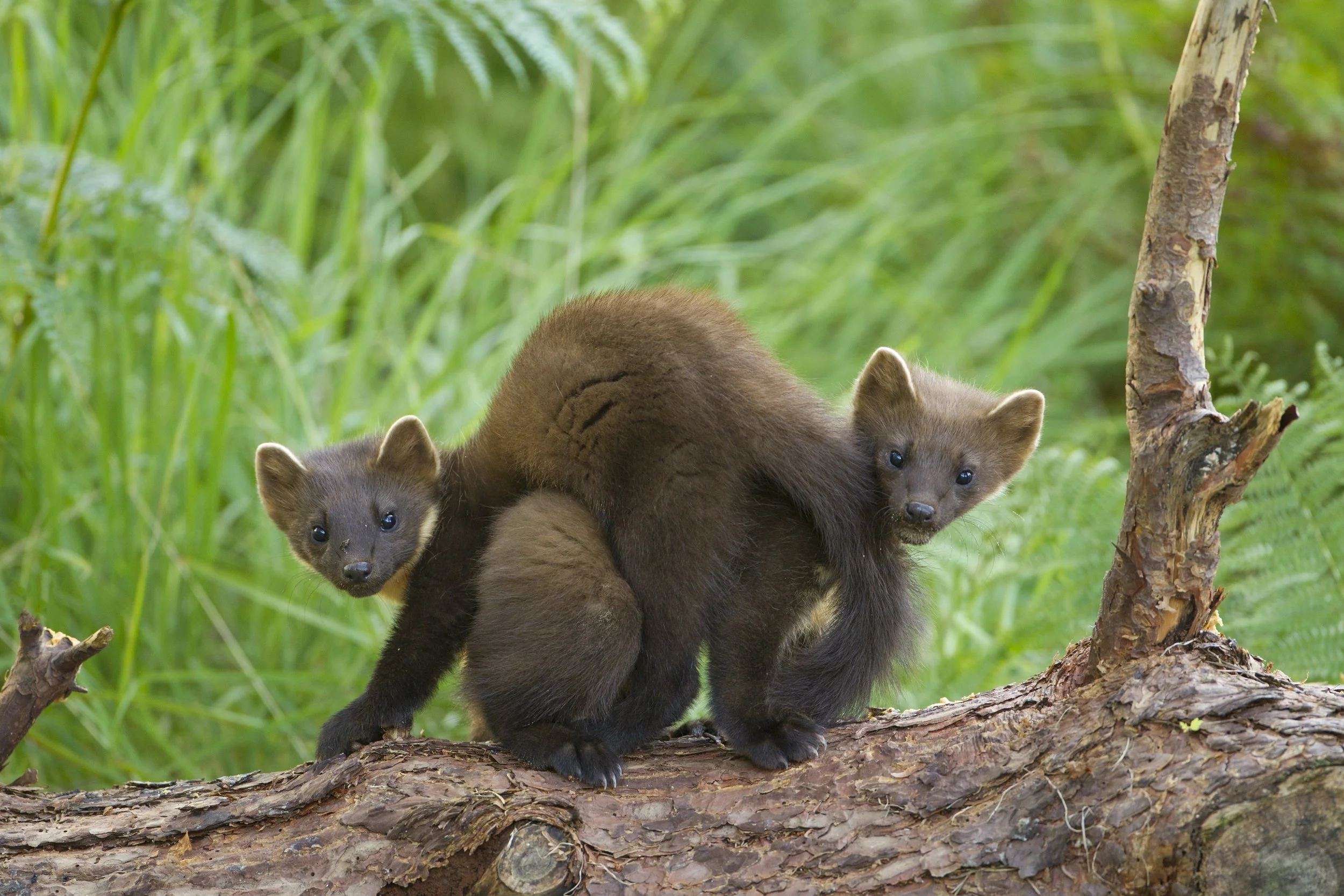 First Pine Marten Kits in Devon for 150 years