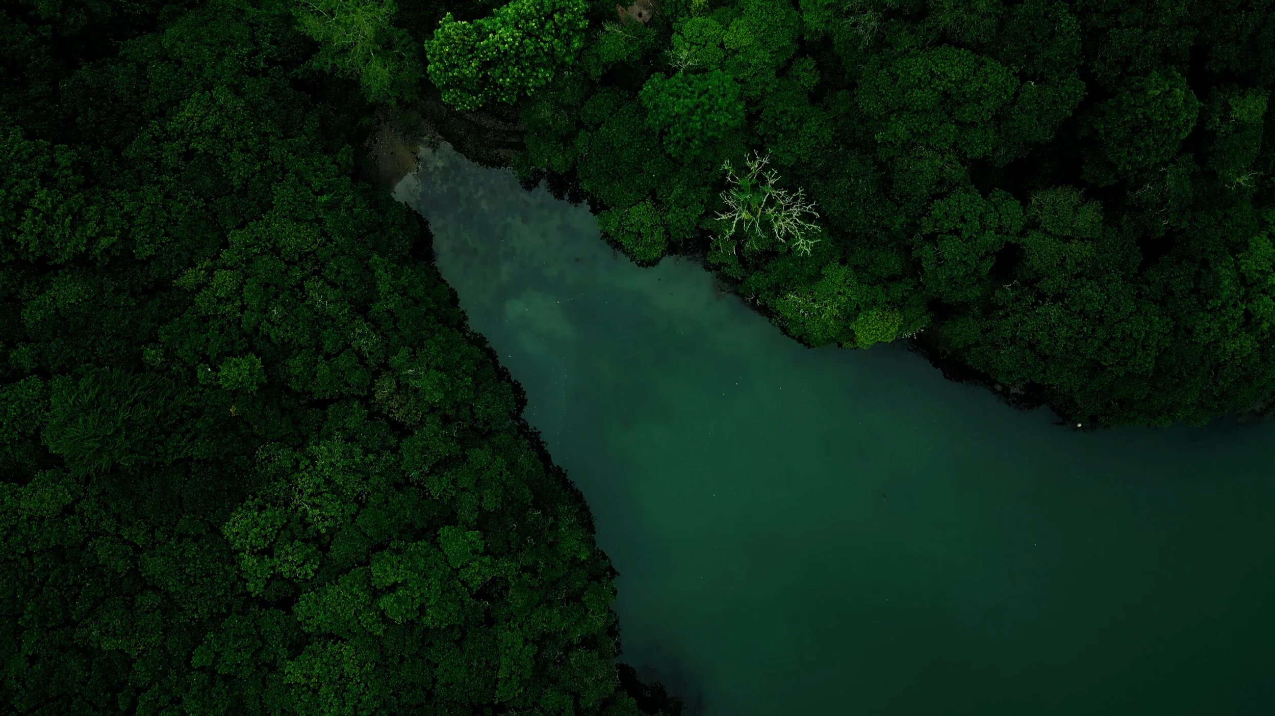Britain’s temperate rainforests: Where forest, River and sea become one.