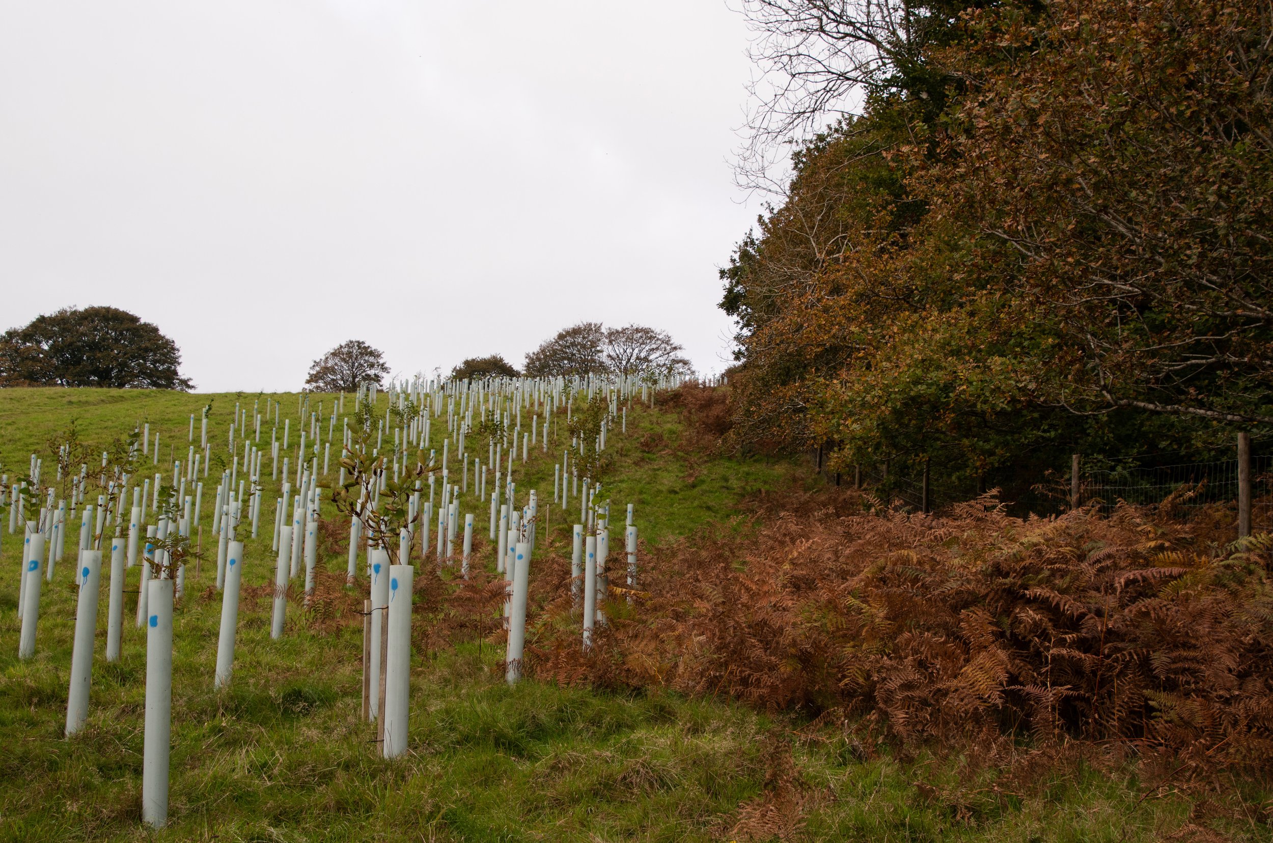 Cornwall’s Lost Rainforests