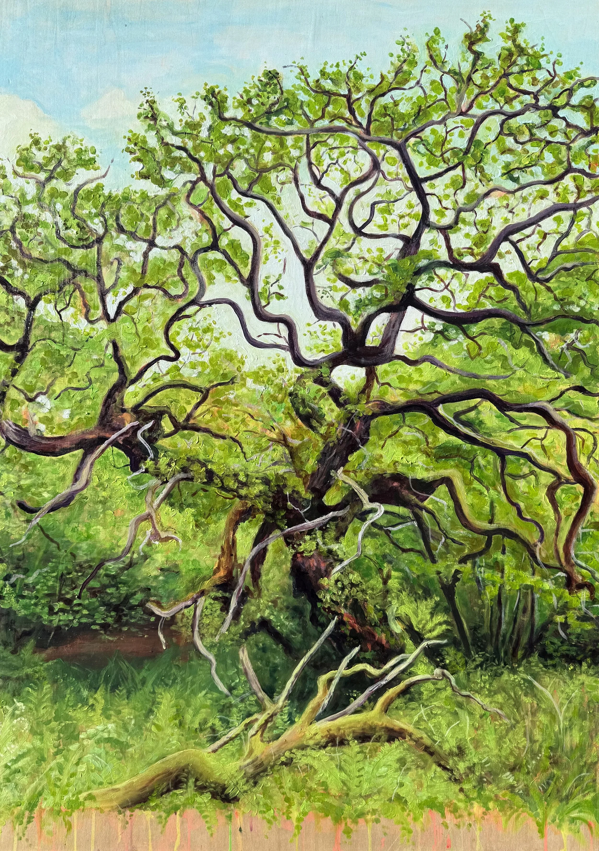 Stories of the South West’s Temperate Rainforests