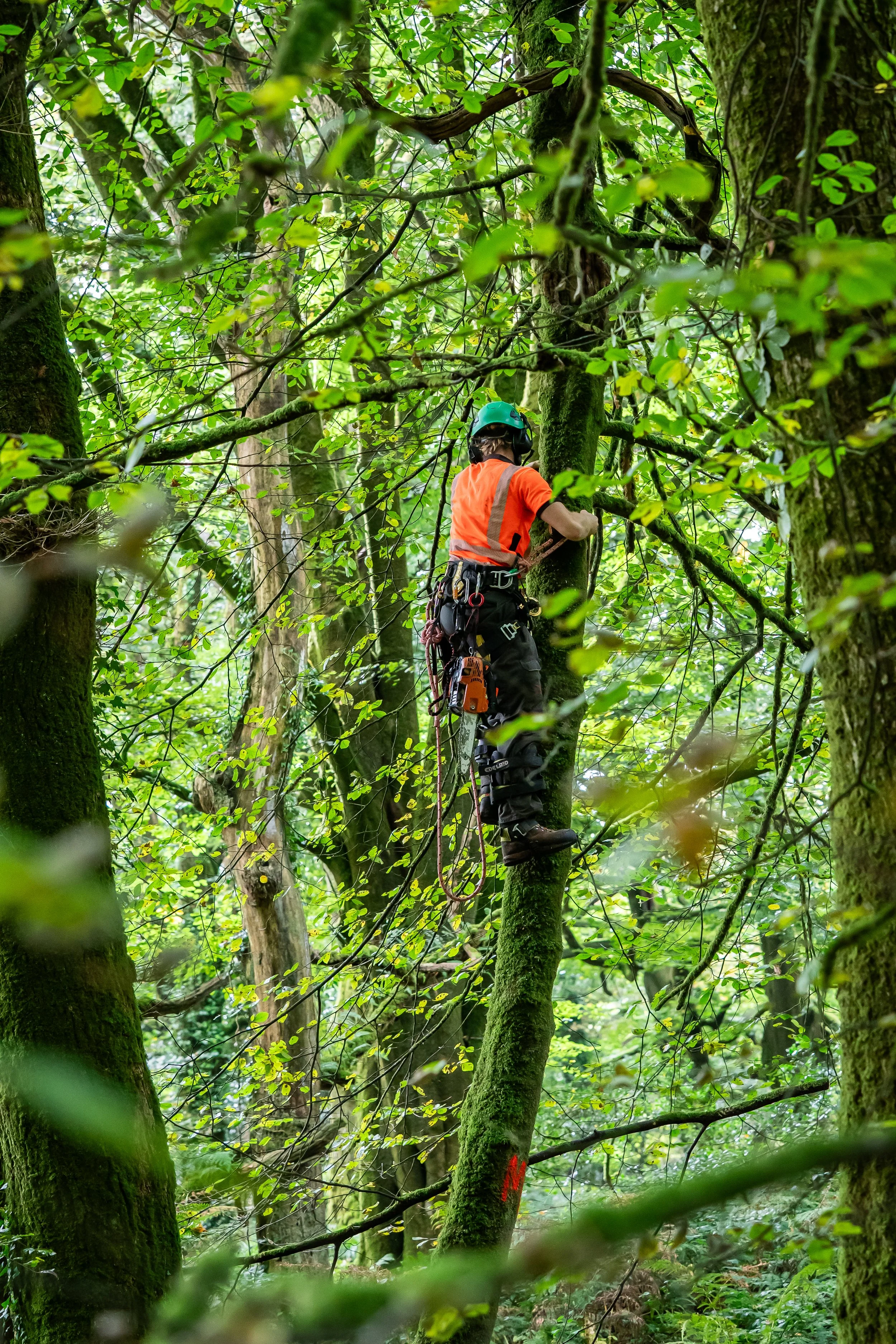 Rainforest Restoration Grant - The Challenge Fund